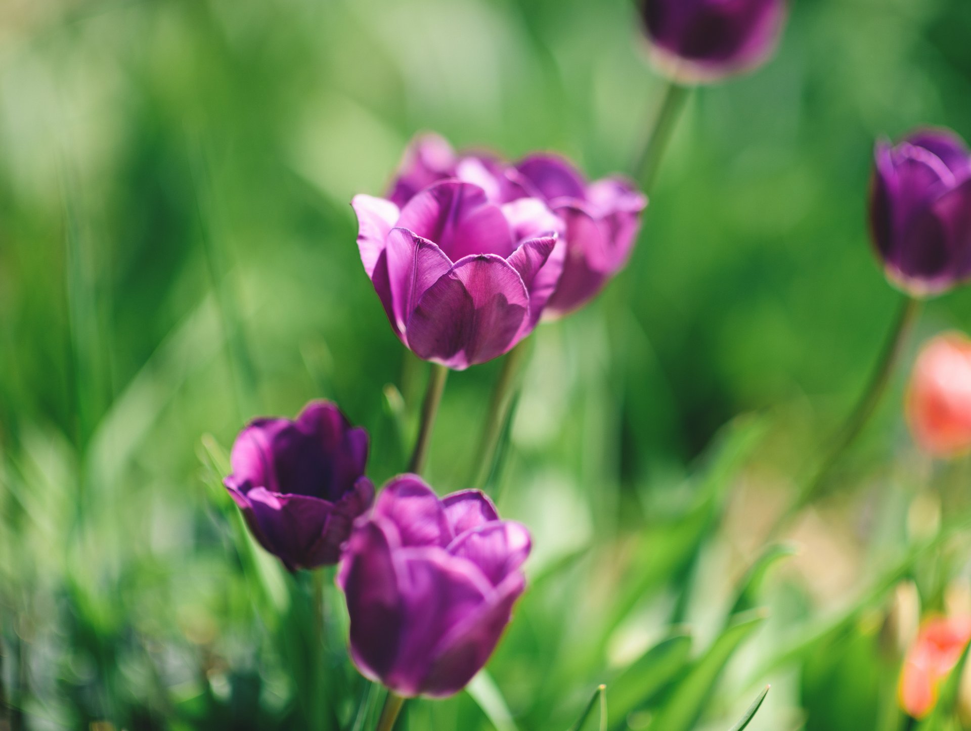 flower tulips close up