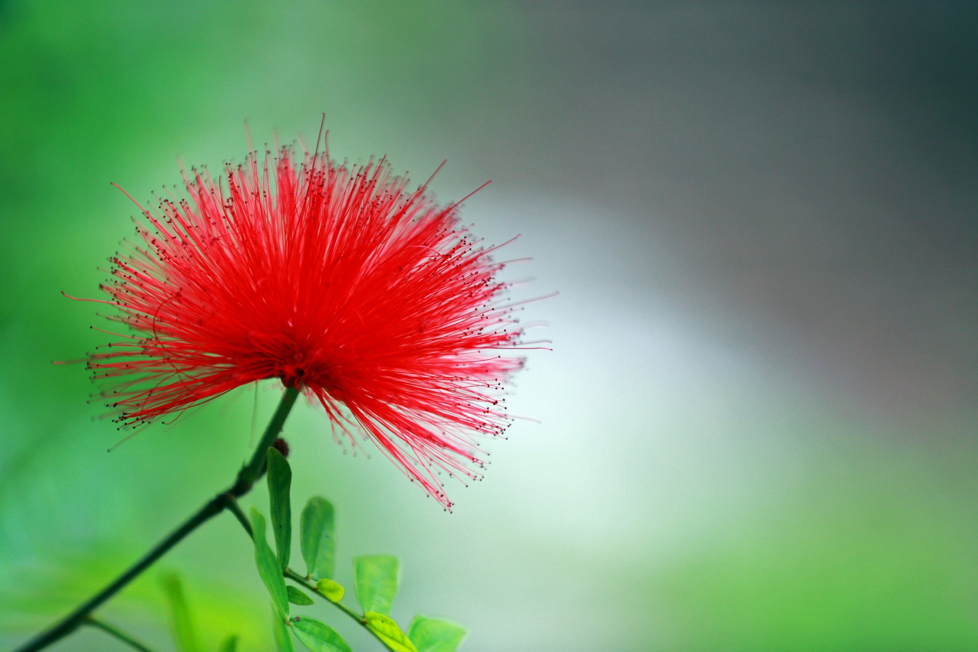 fleur rouge fond