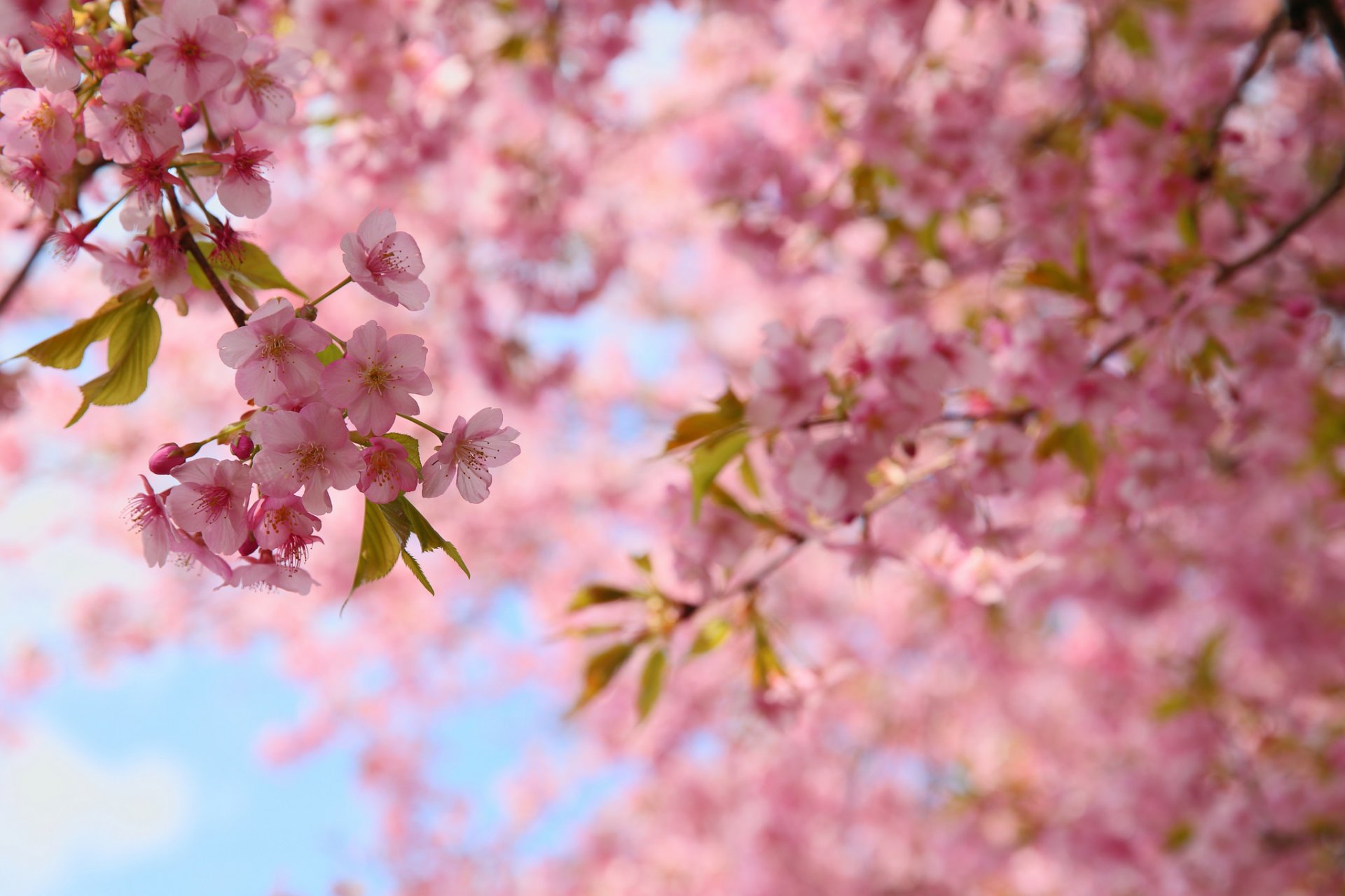 primavera fioritura rami foglie fiori rosa sakura