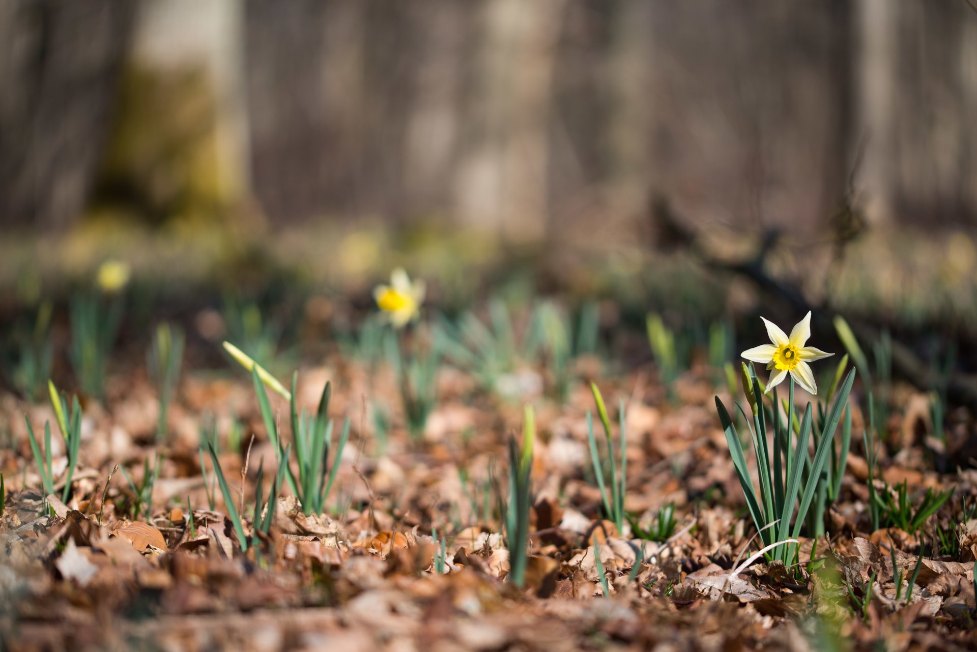 narcisos naturaleza bokeh