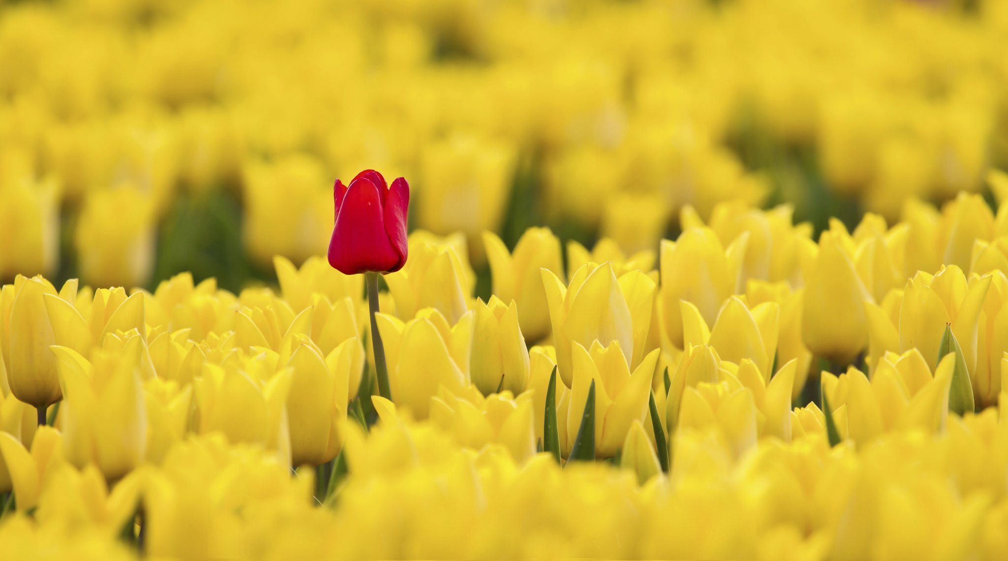 tulpen rot