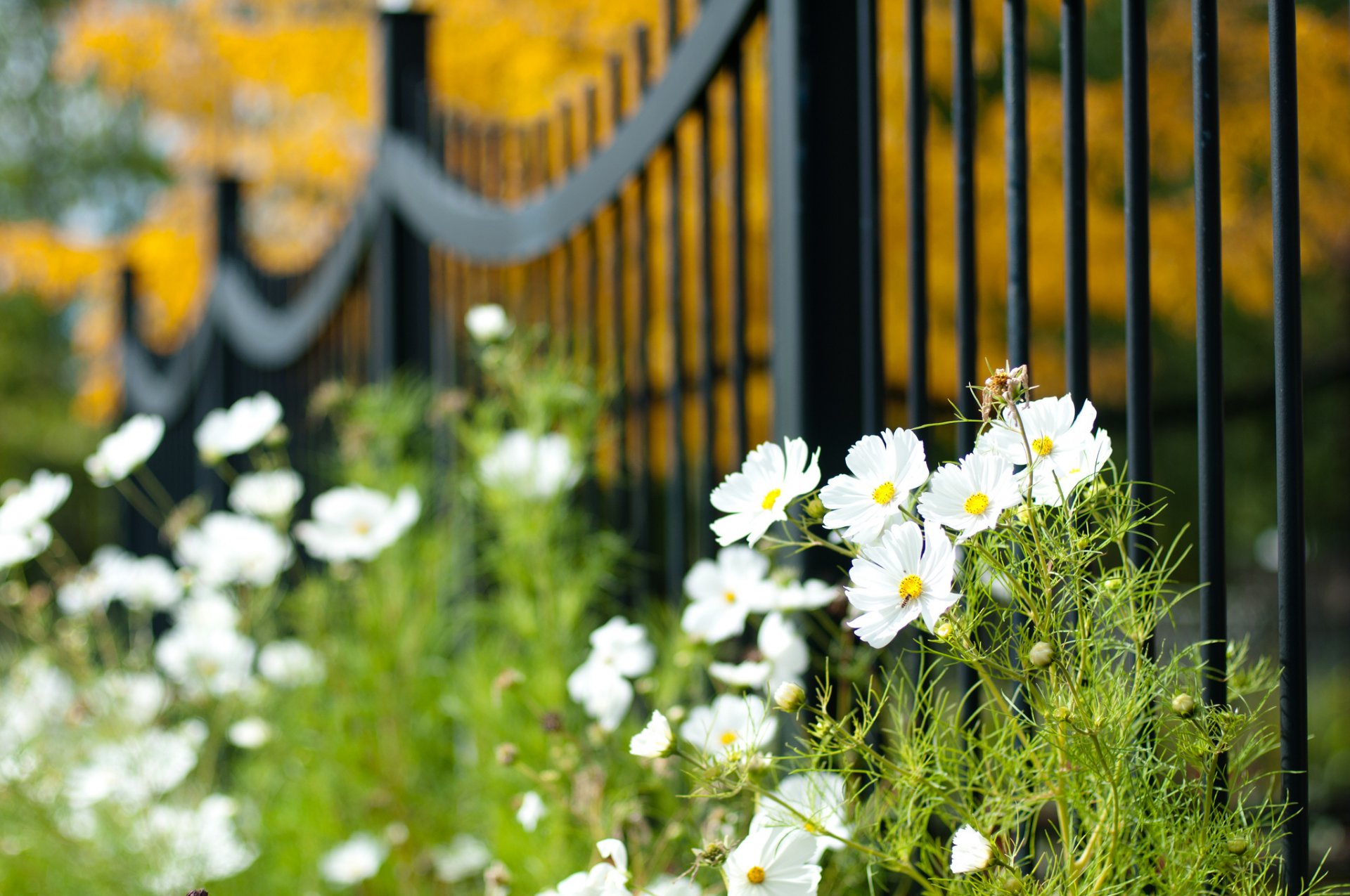 cosmea bianco petali fiori recinzione sfocatura