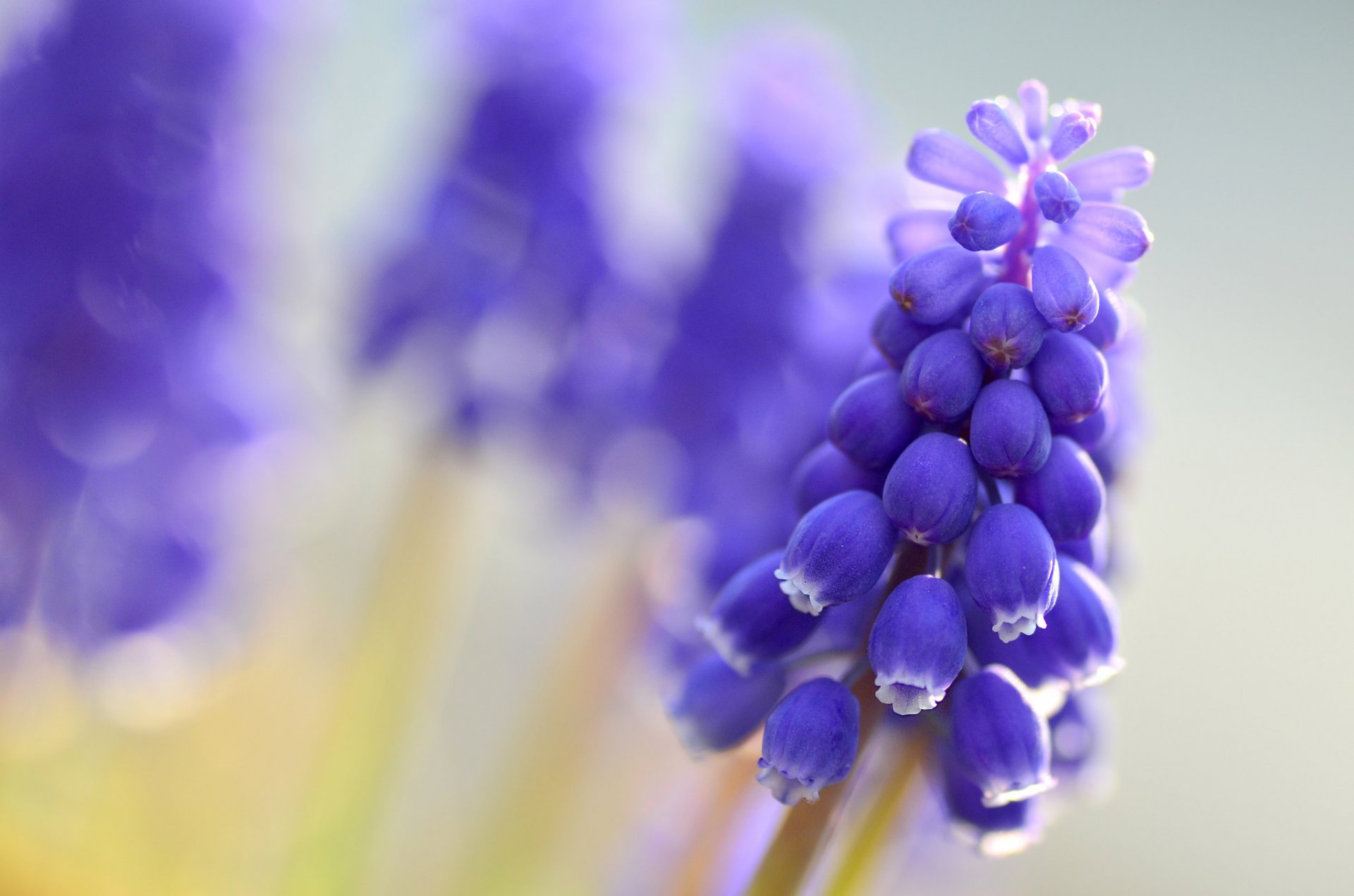 muscari blu fiori macro sfocatura