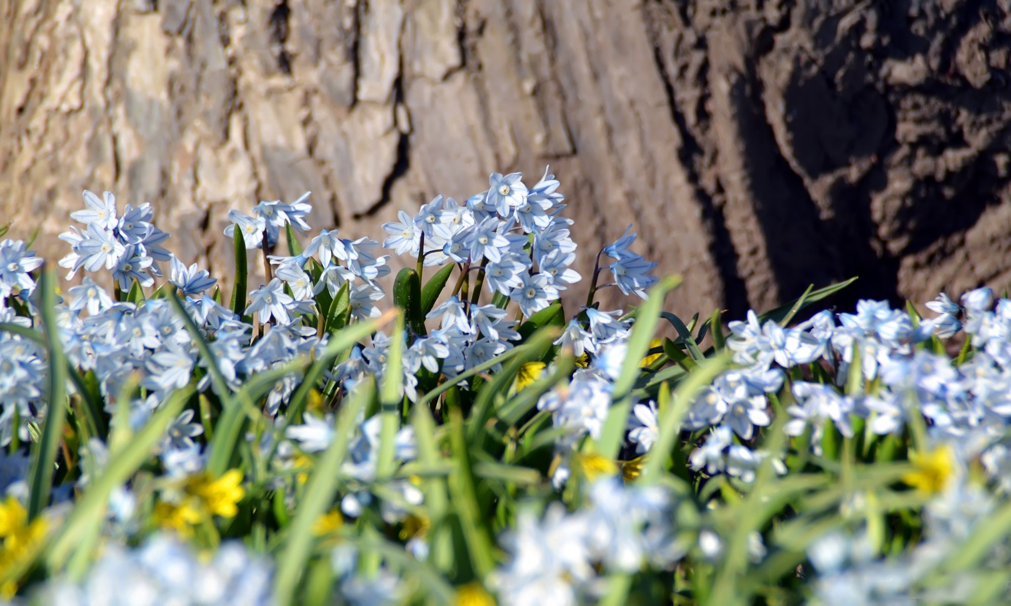 pring forest field flower tree trunk