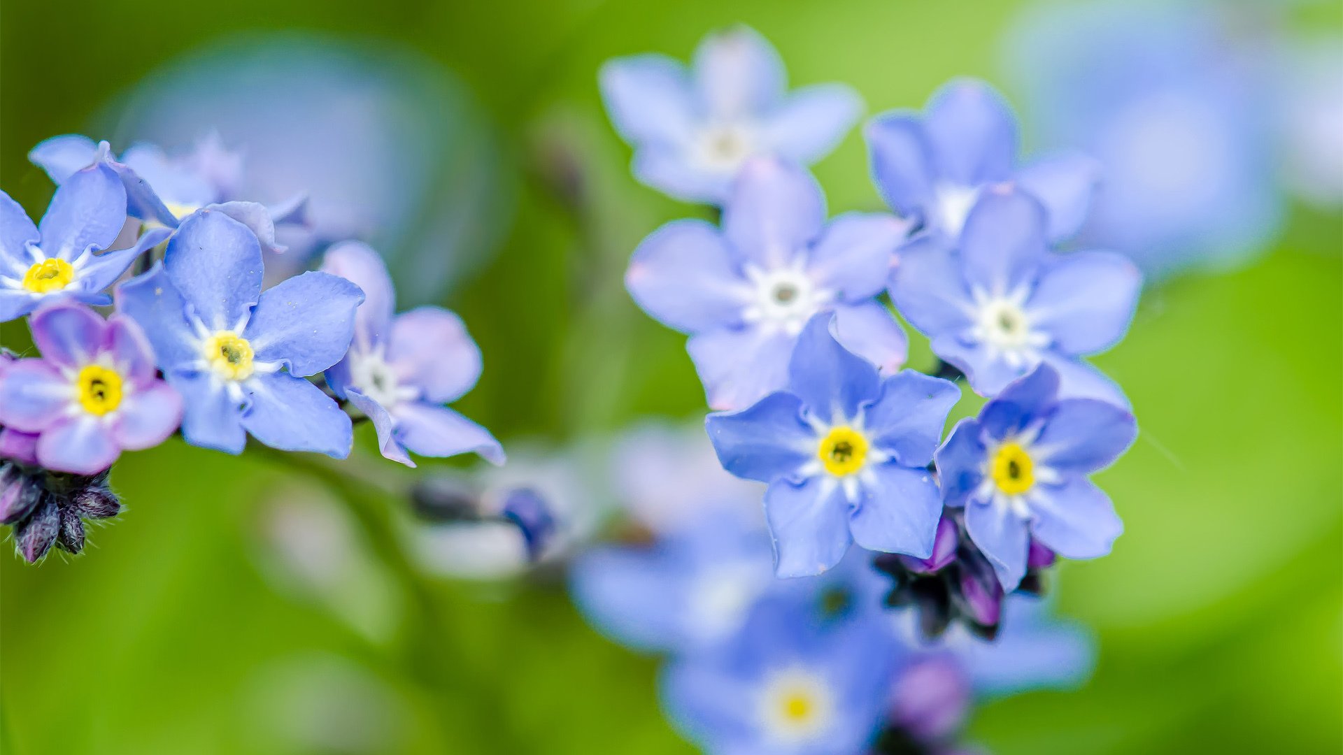 myosotis fleurs bleu mise au point verdure