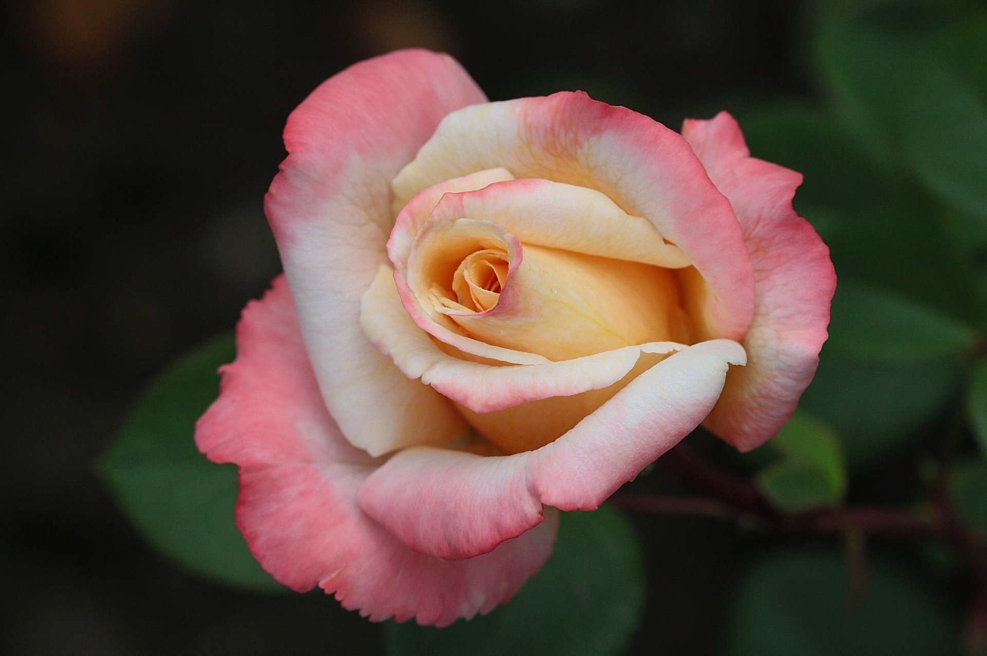 rosa bocciolo macro