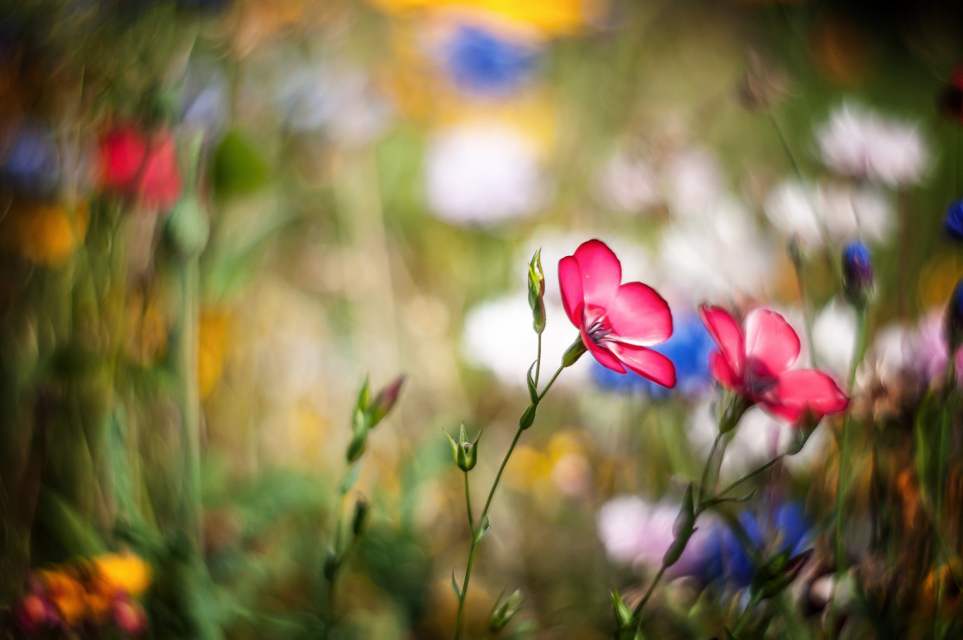 łąka kwiaty różowe bokeh