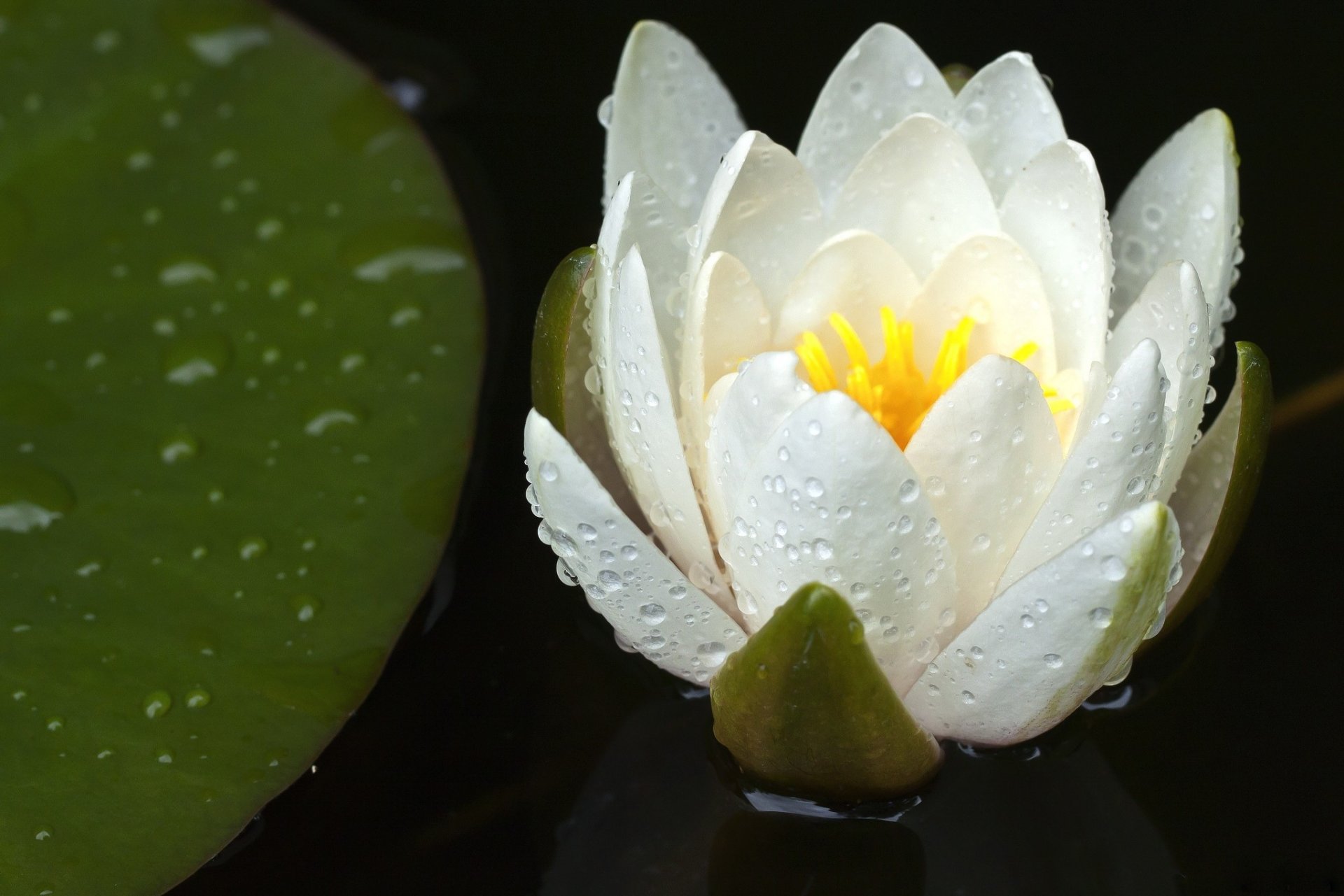 lirio agua flor gotas pétalos blanco