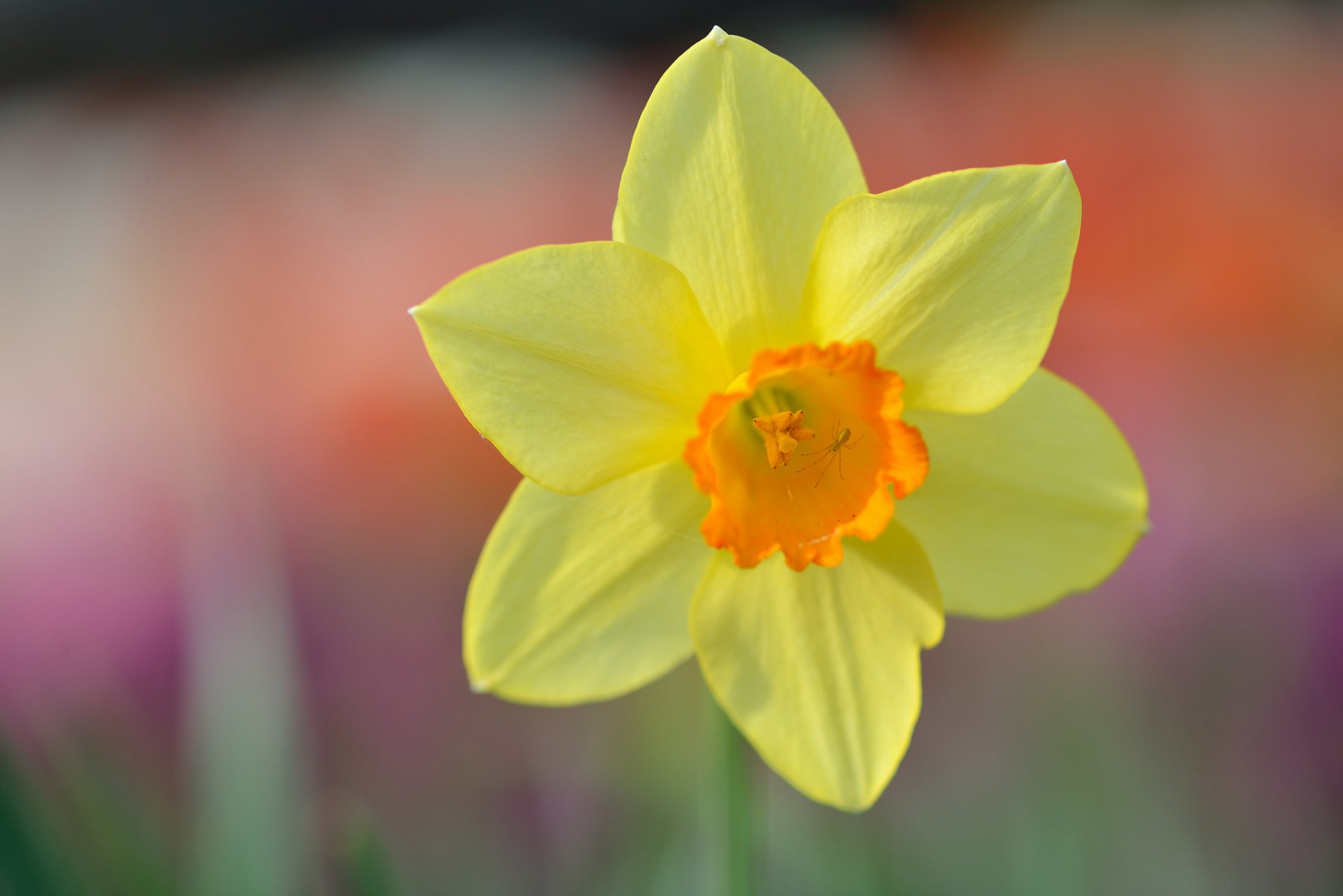 narcissus yellow close up spring