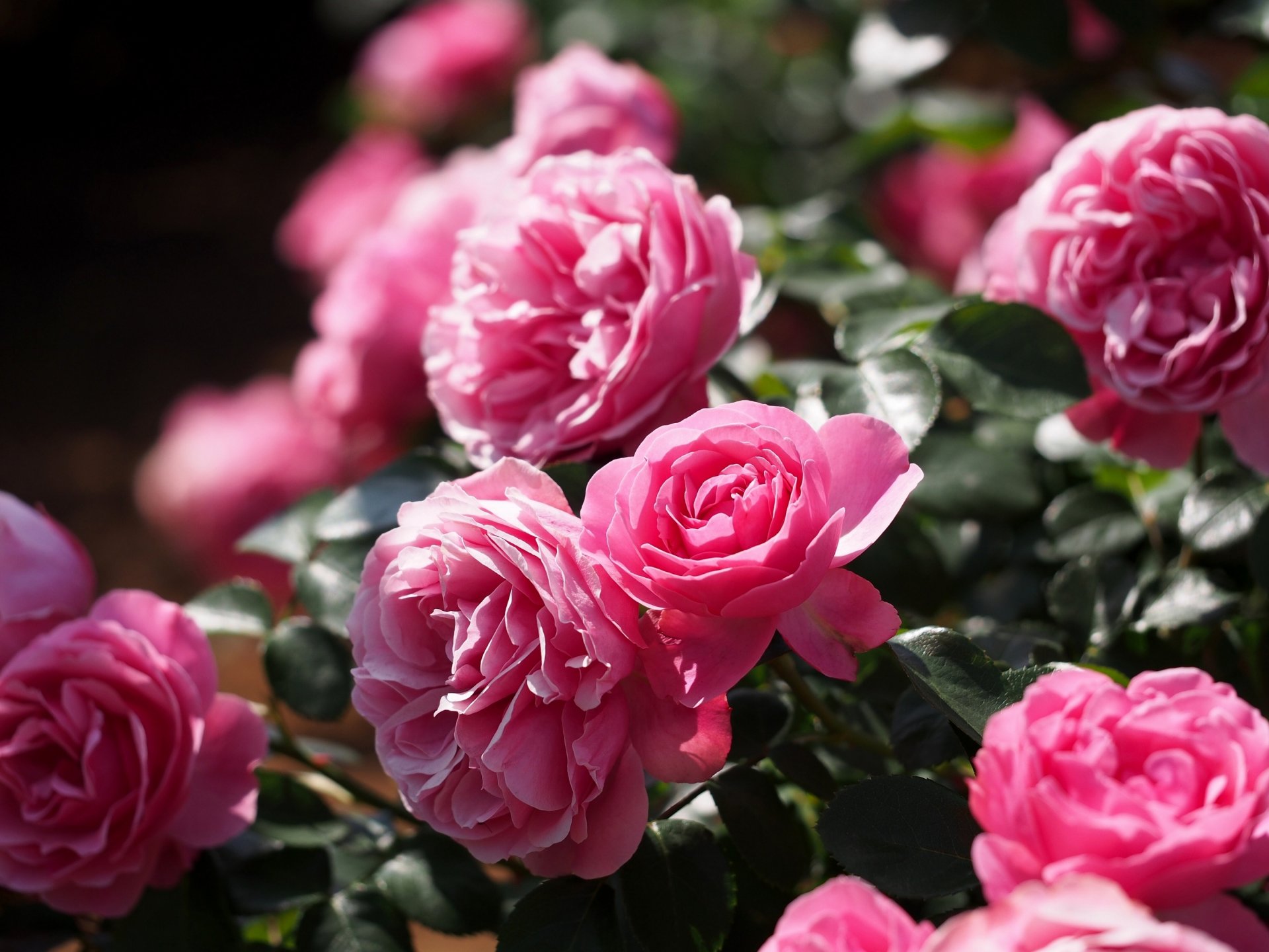 roses buds bush