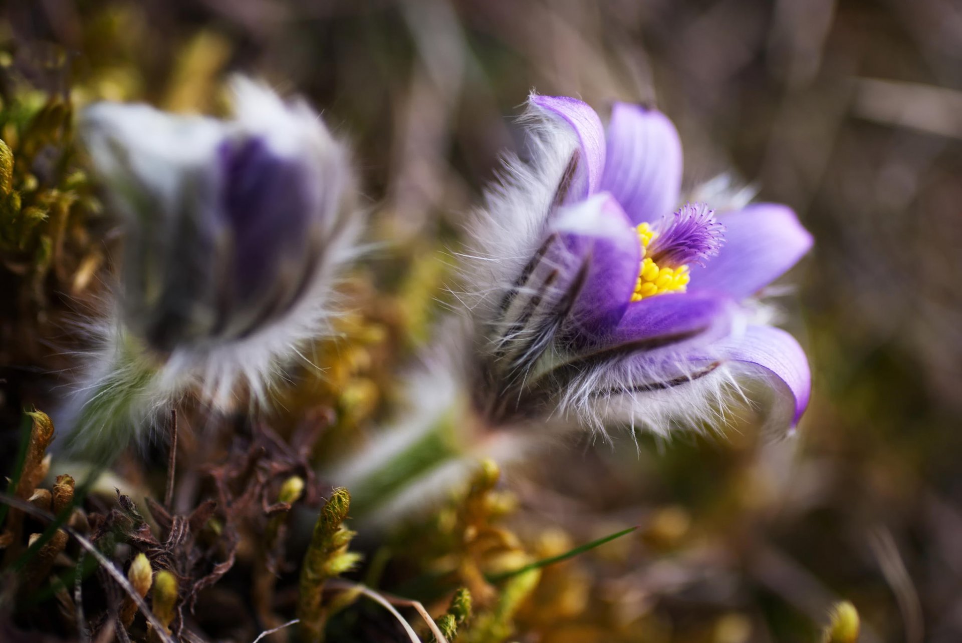 sen-trawa kwiaty liliowy natura wiosna makro rozmycie