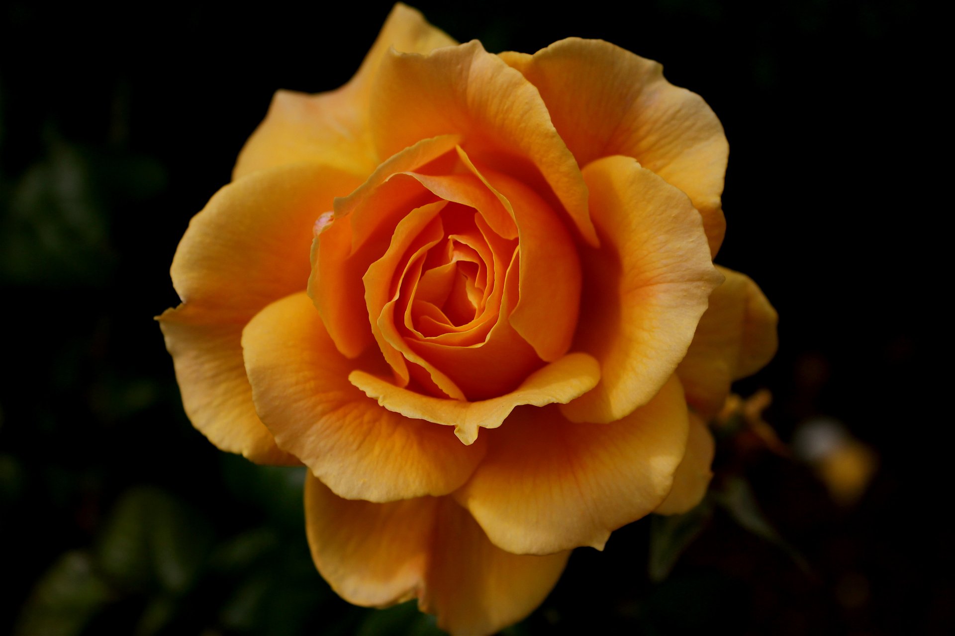 blume rose orange dunkler hintergrund