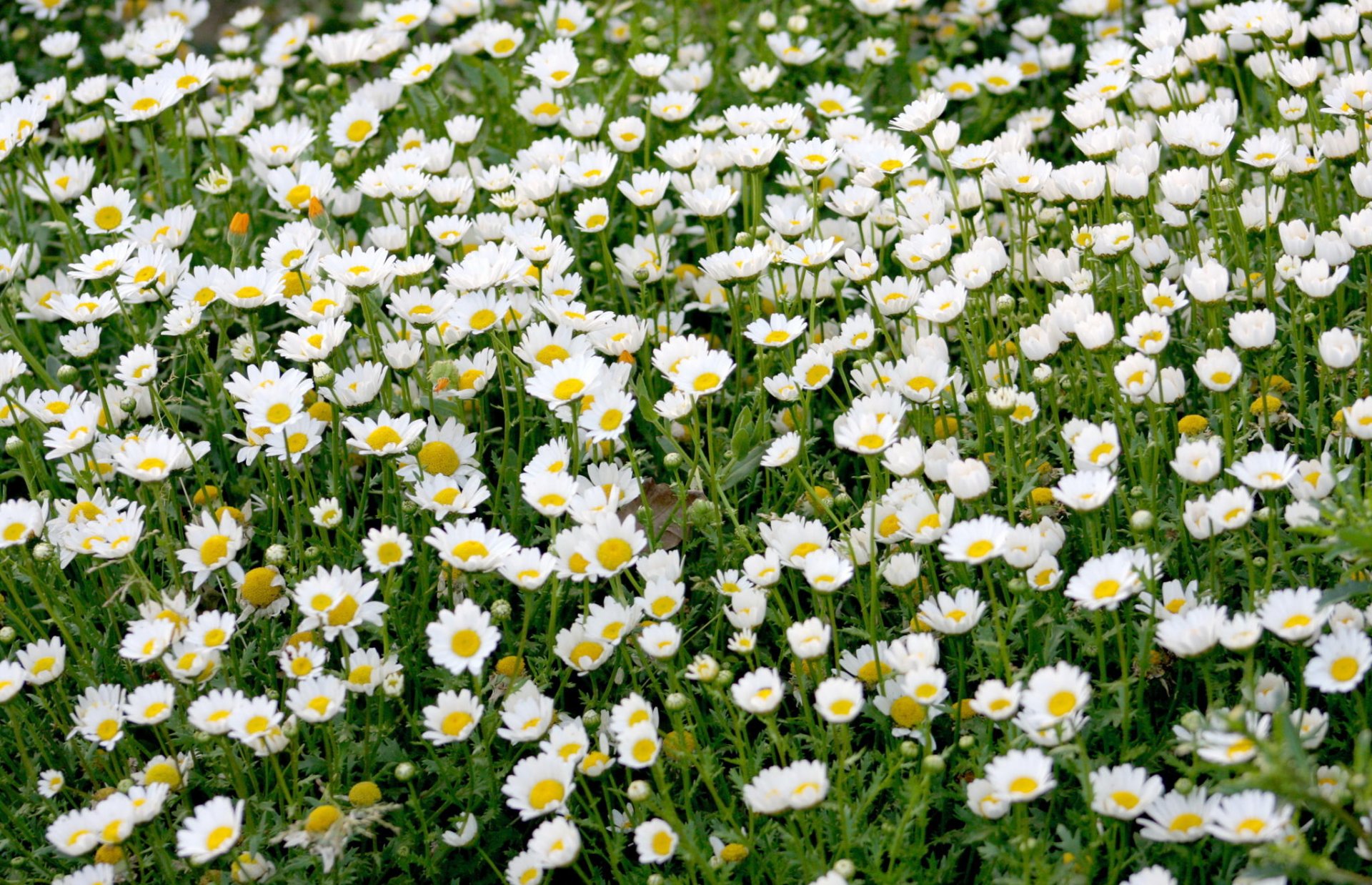 marguerites beaucoup nature