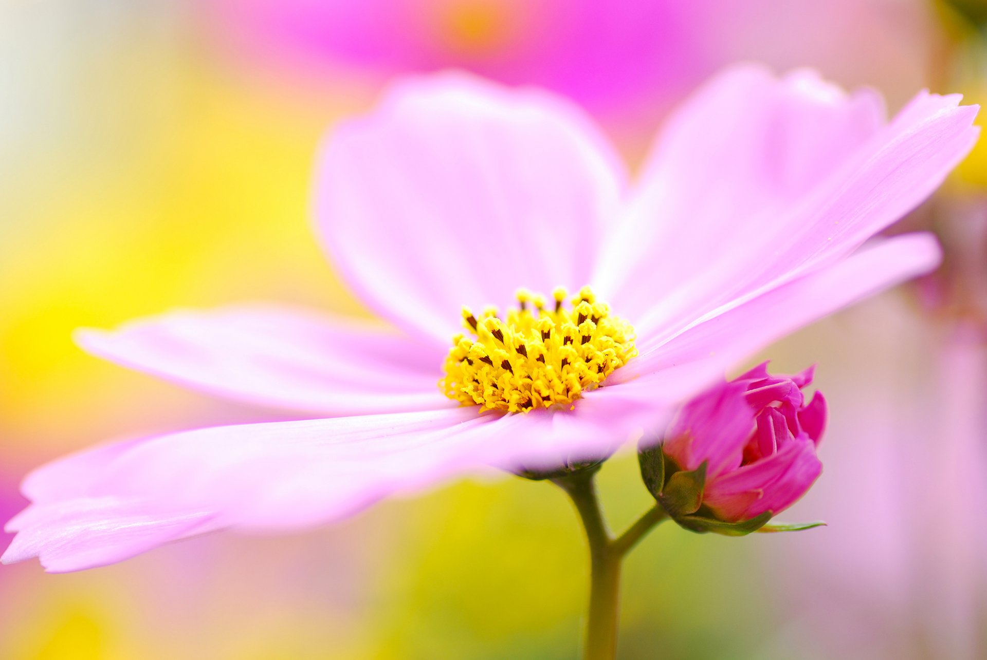 cosmea kwiat liliowy różowy pyłek płatki makro rozmycie