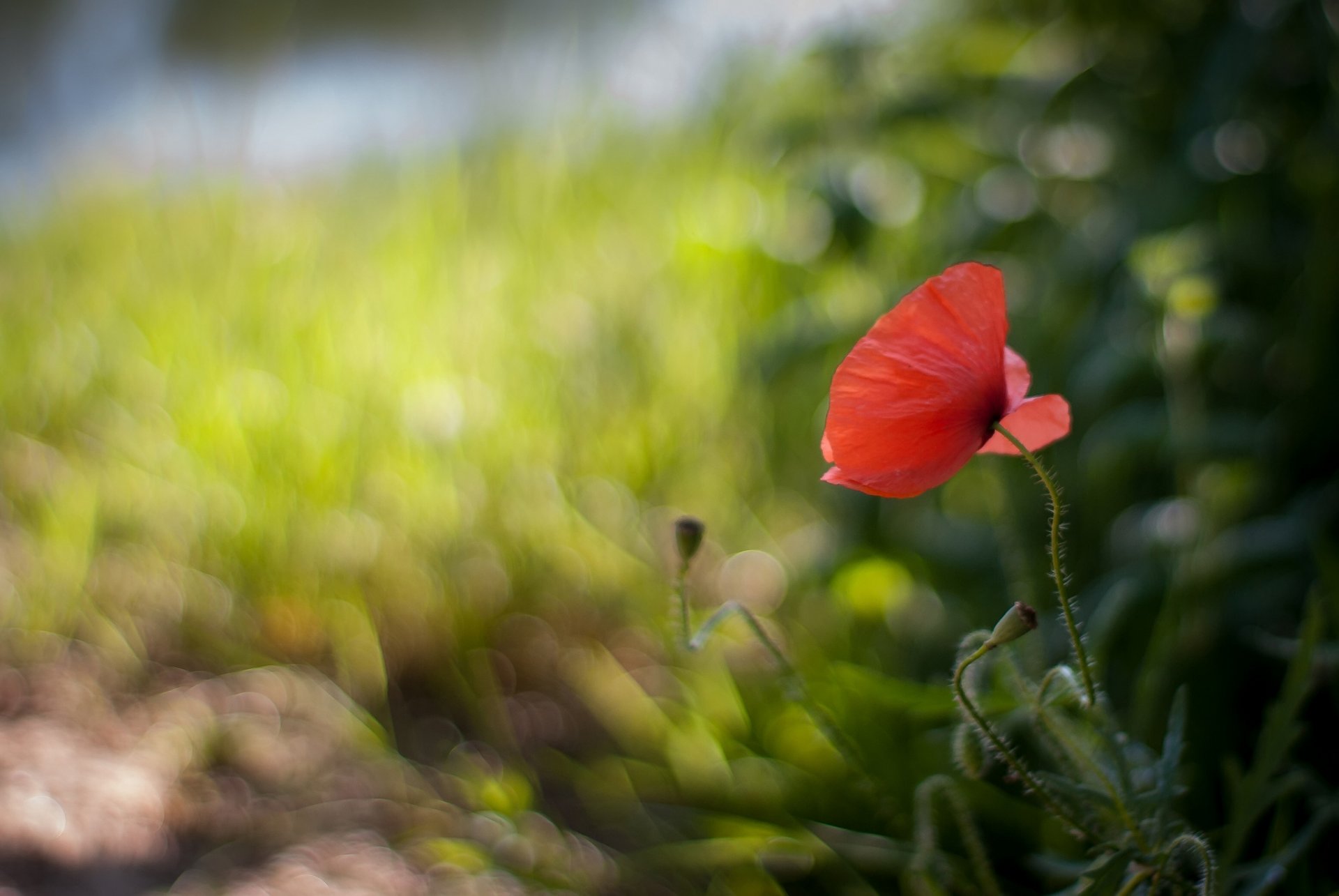 blume rot mohn unschärfe blendung