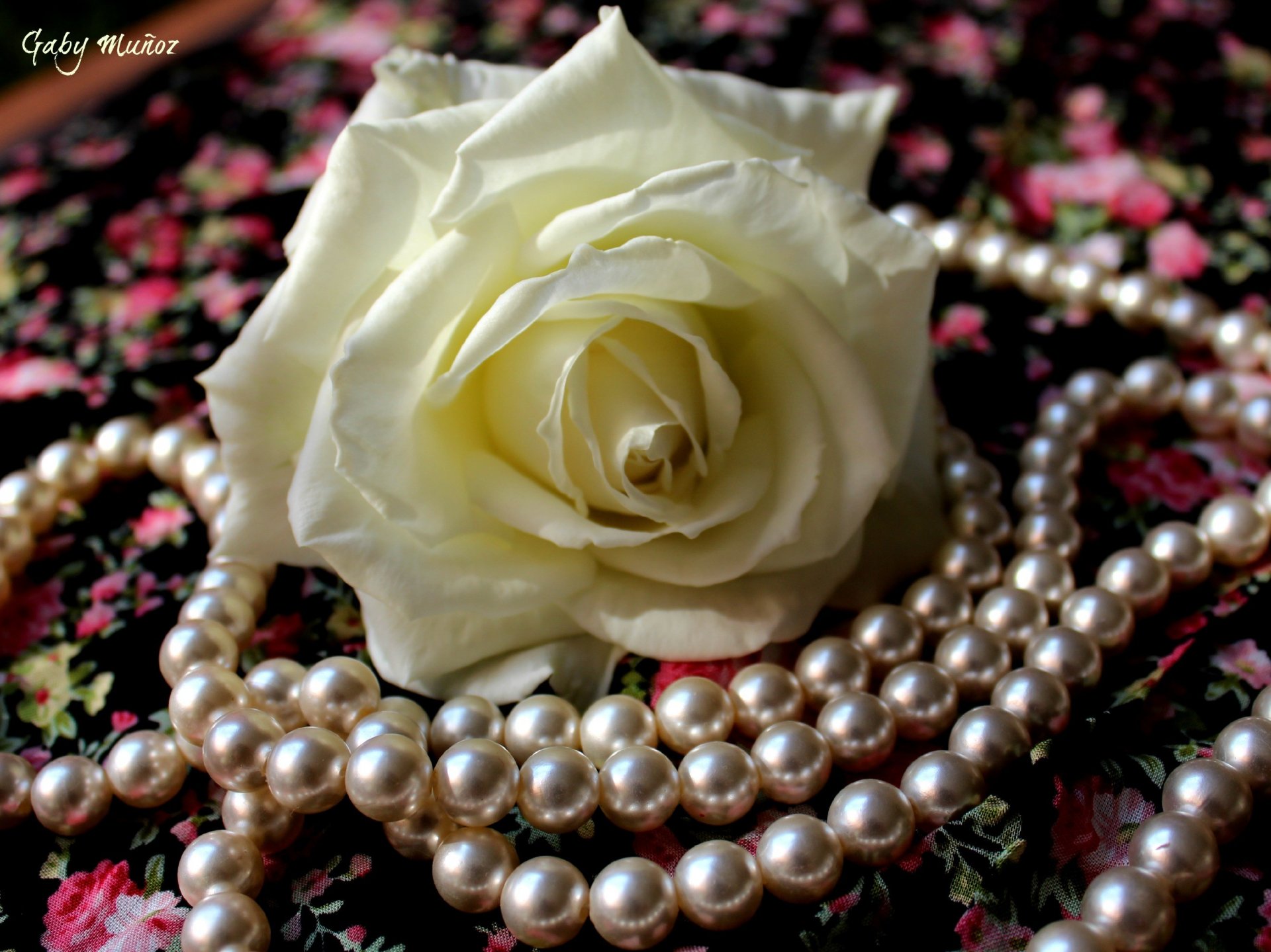 flower white rose petals cloth pearl