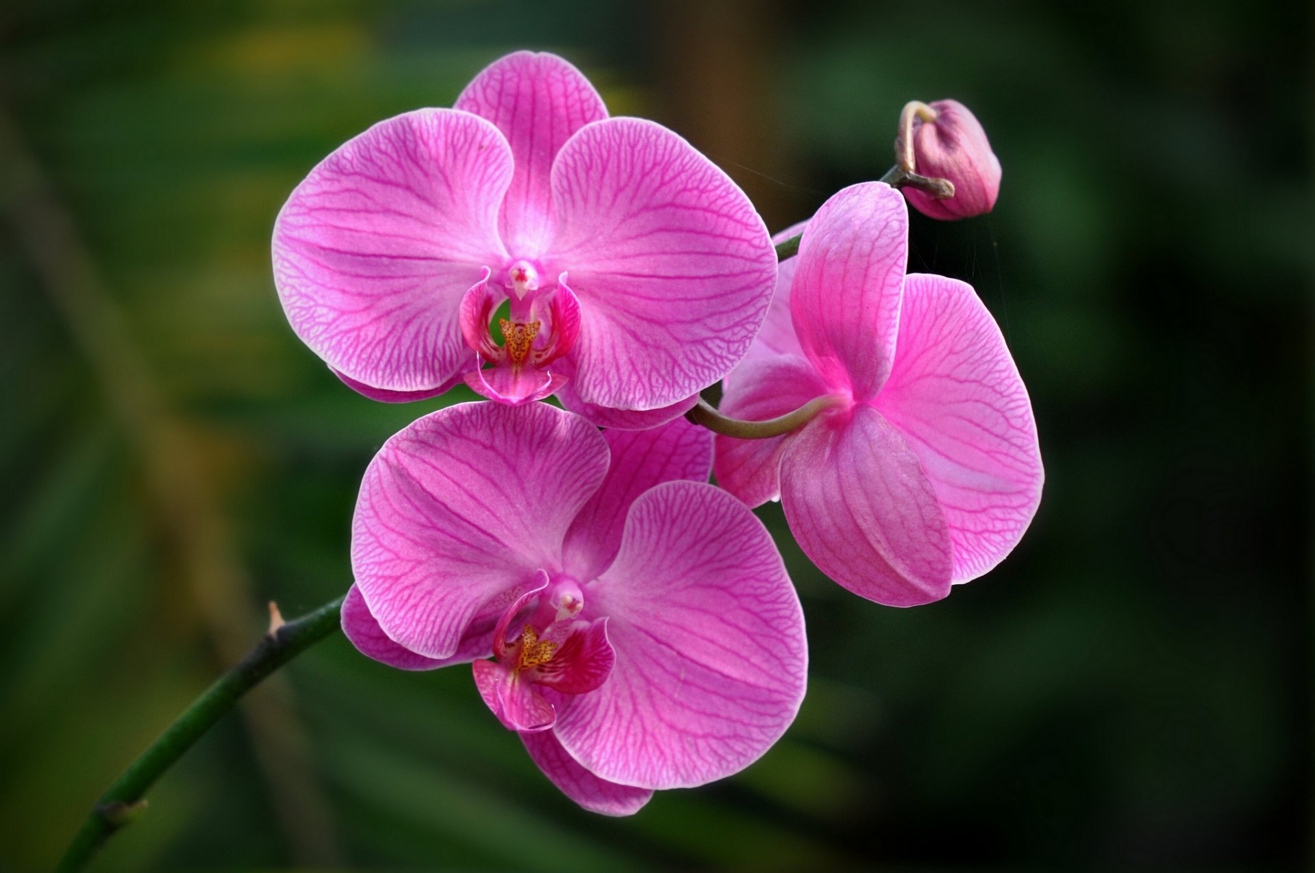 orchidée gros plan exotique