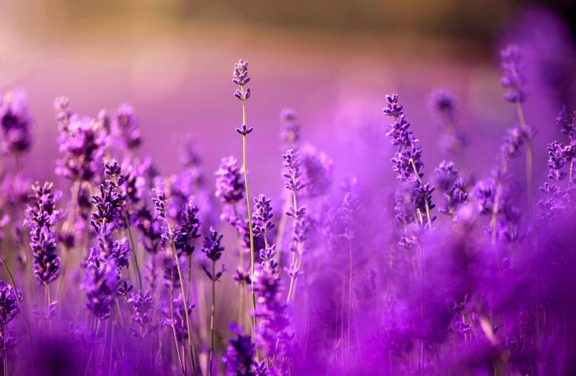 ✿ lavendel bokeh alles ist lila alles ist lila