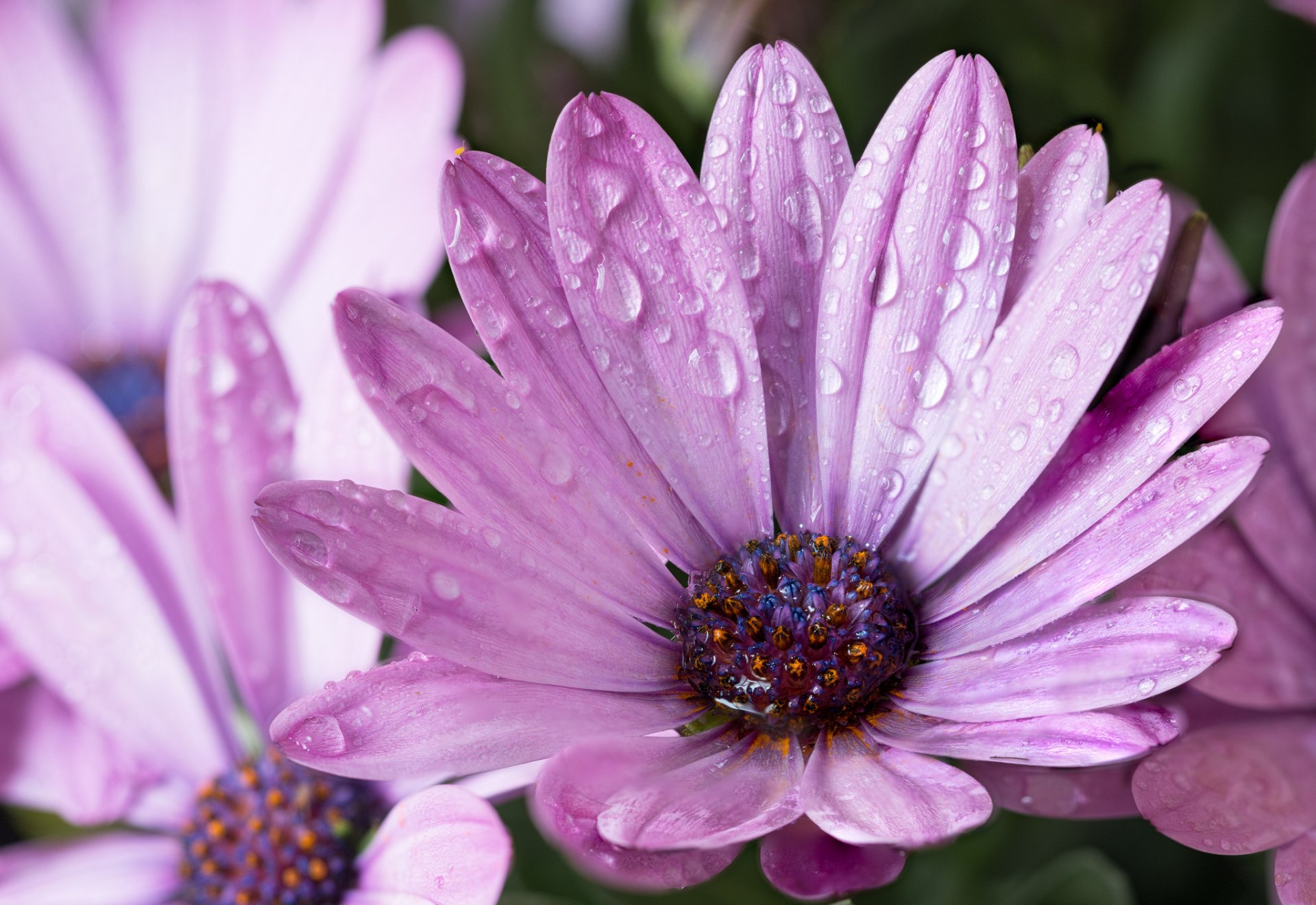 flower purple petals droplets after the rain