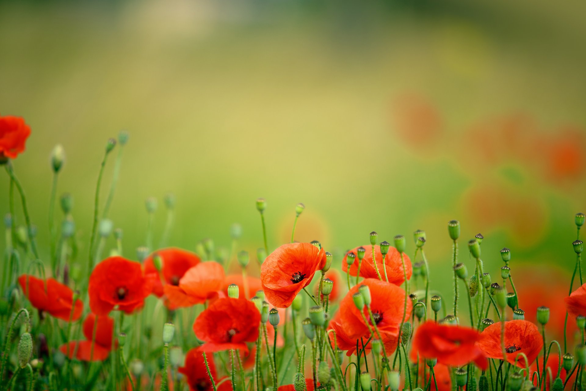 natura fiori papaveri petali primavera campo