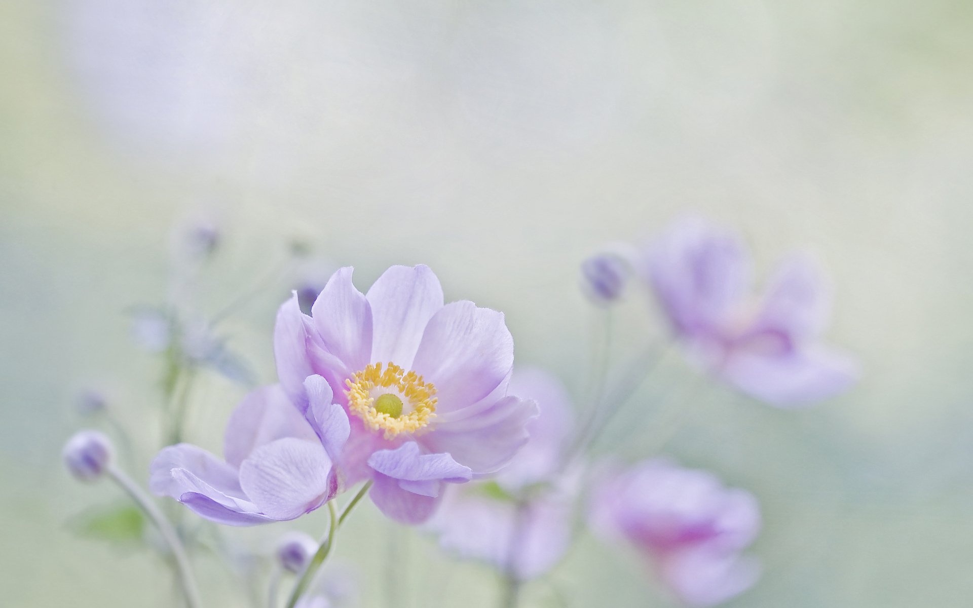 flower background close up mood