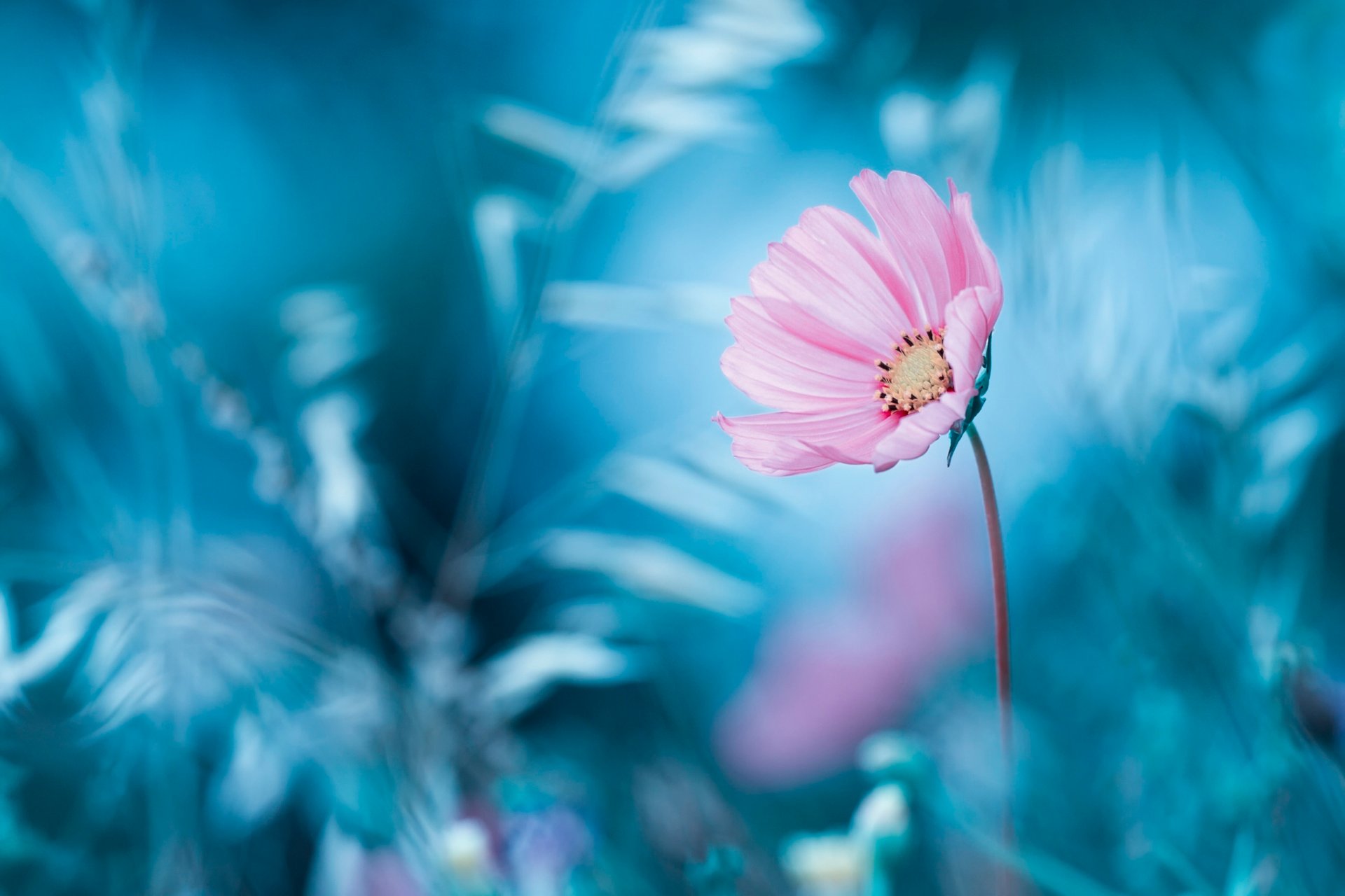 flor fondo bokeh