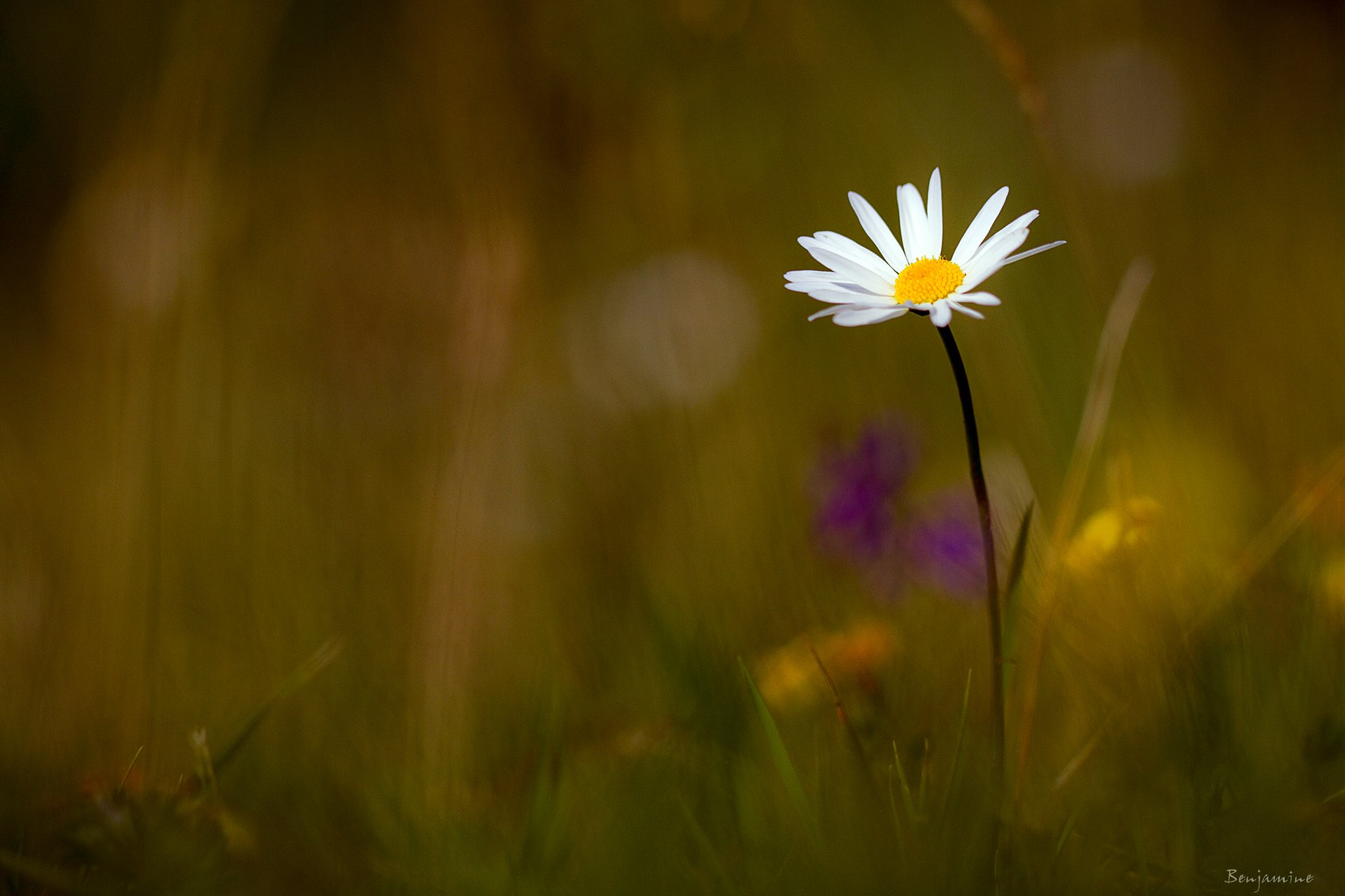 benjamine erba fiore camomilla bianco