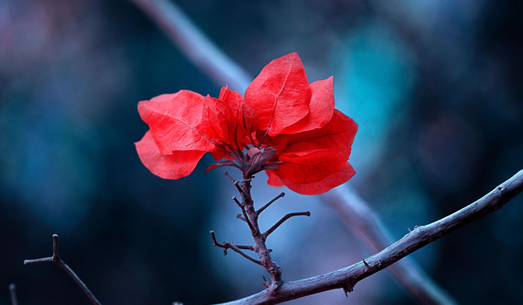 branch leaves red nature close up