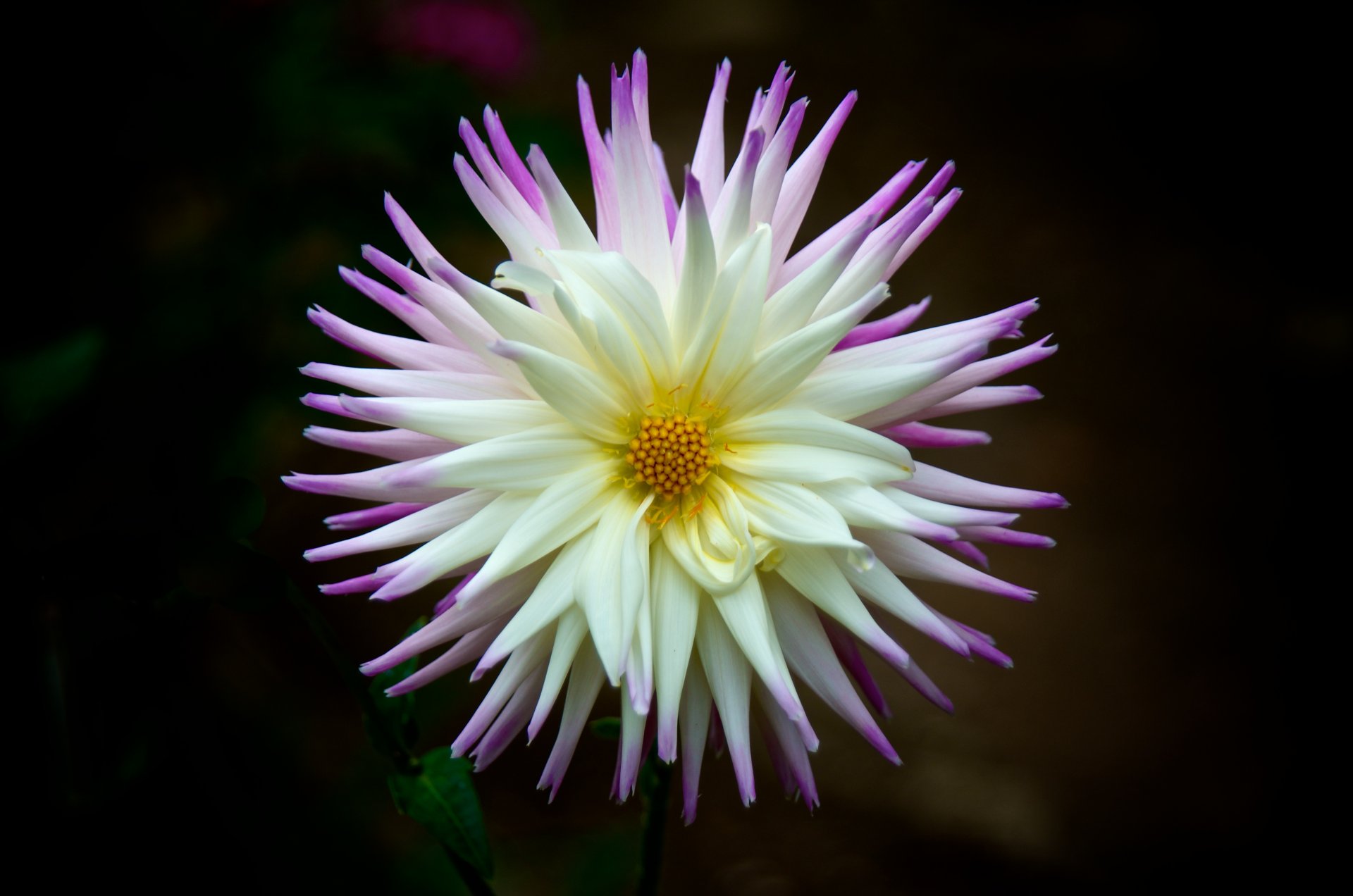 dahlia pétales inflorescence