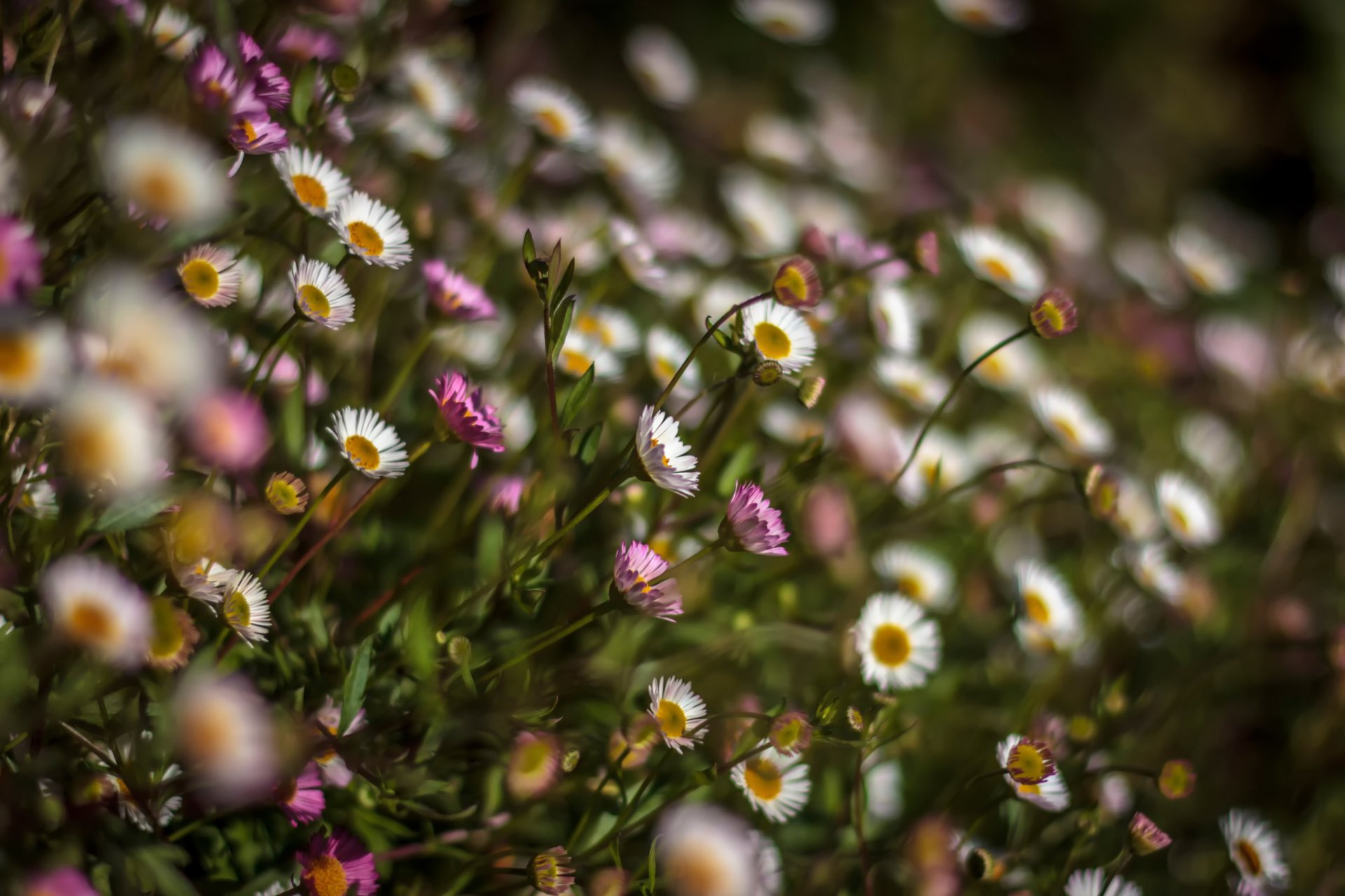 wildblumen unprätentiös nicht launisch