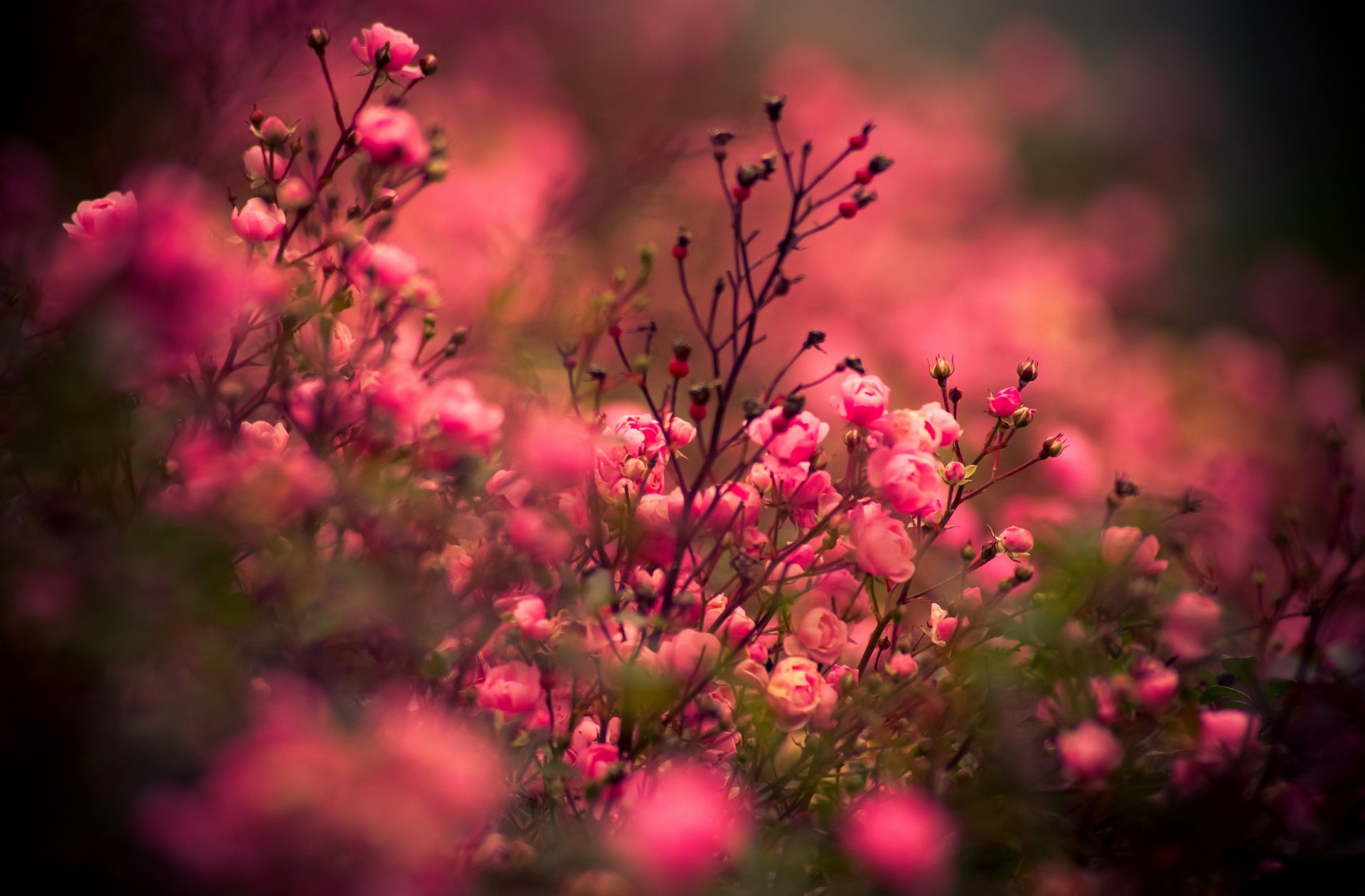 fleurs roses fleur rose nature