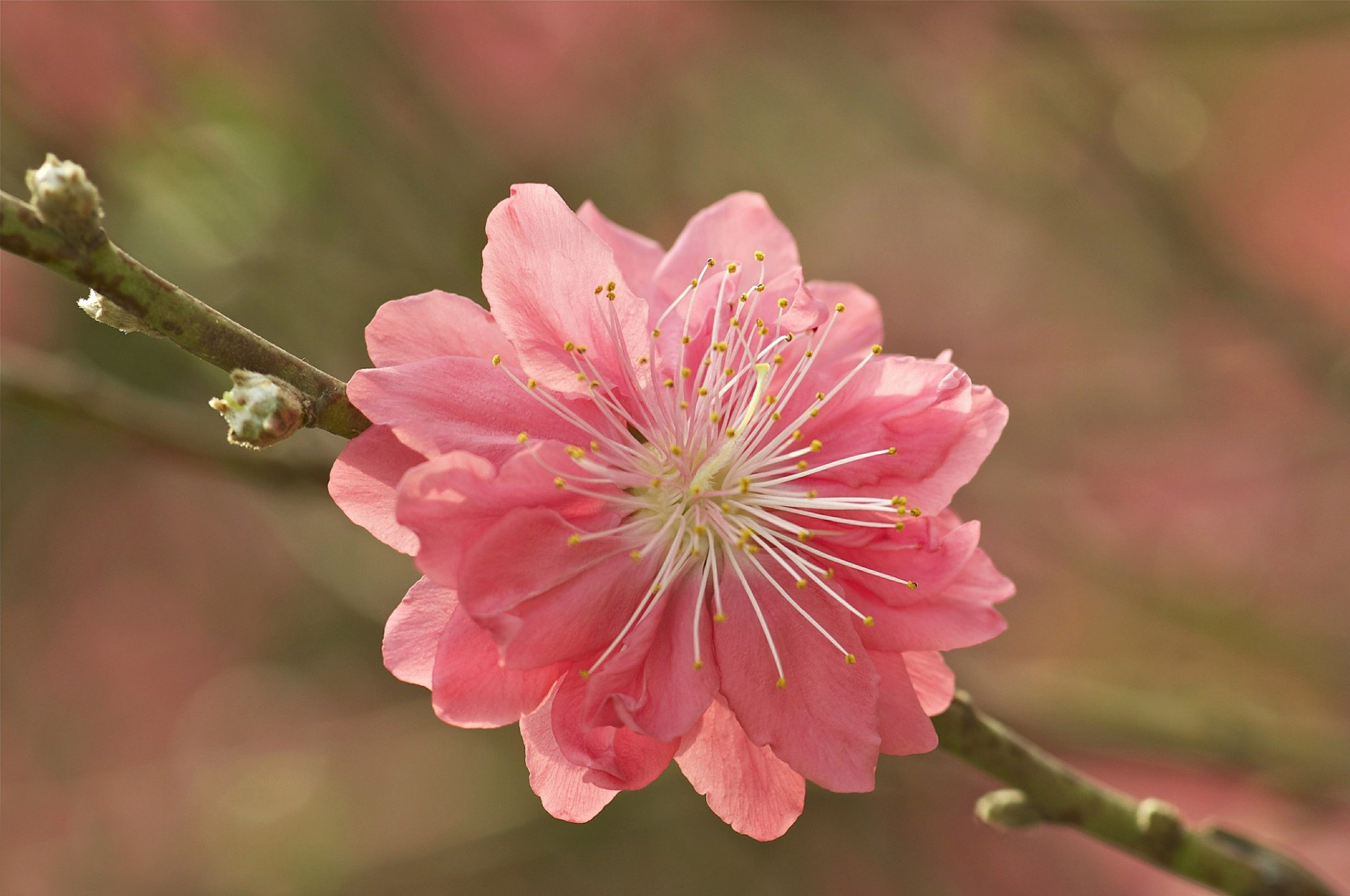 zweig knospen blume rosa sakura