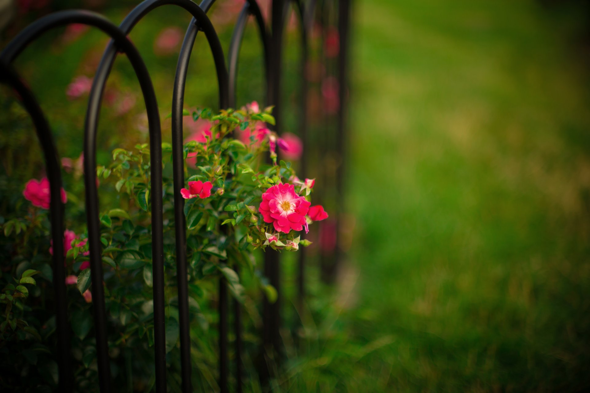 rosen busch blumen zaun stangen garten natur bokeh