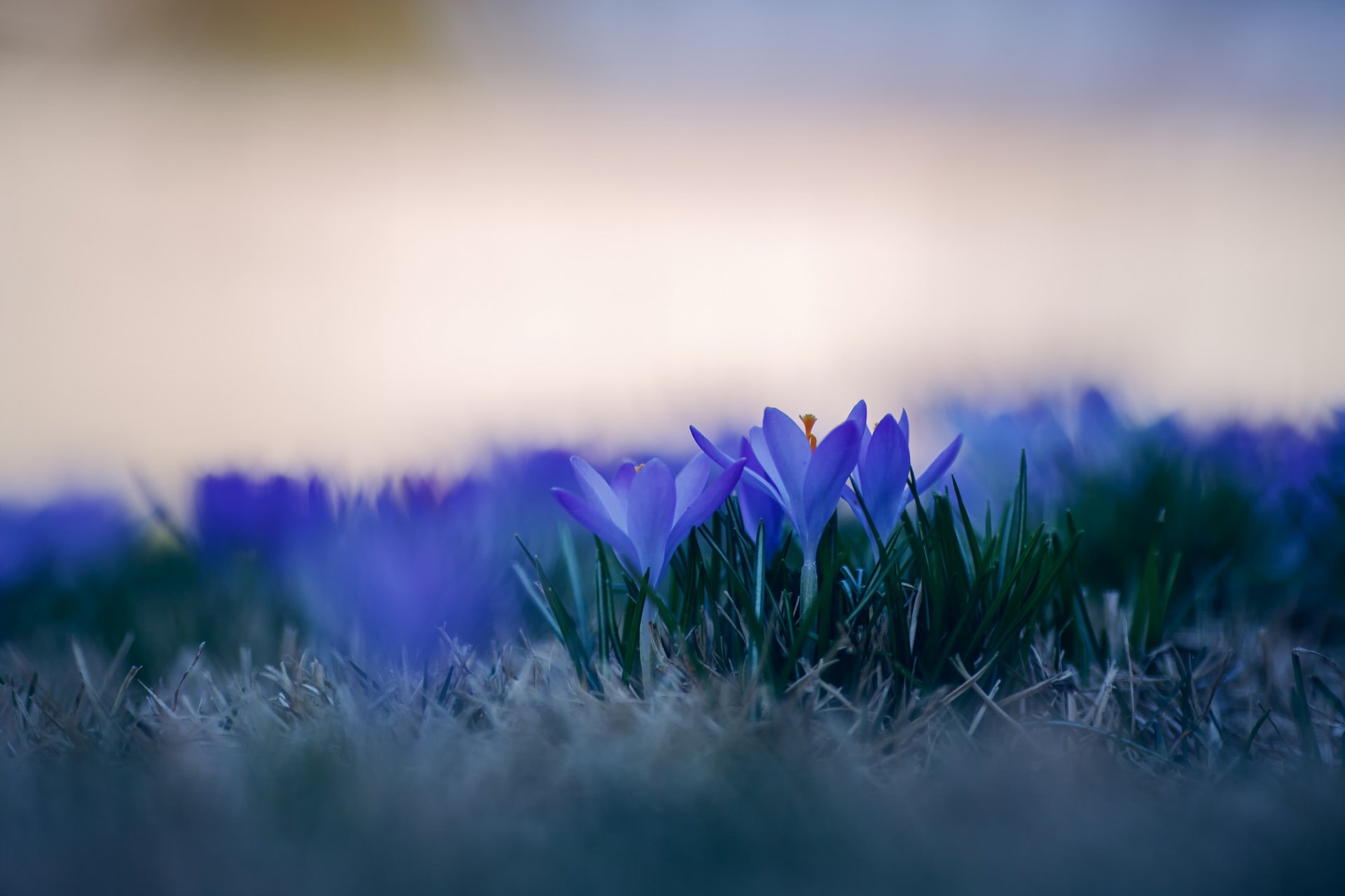 crocus bleu pétales fleurs herbe gros plan flou