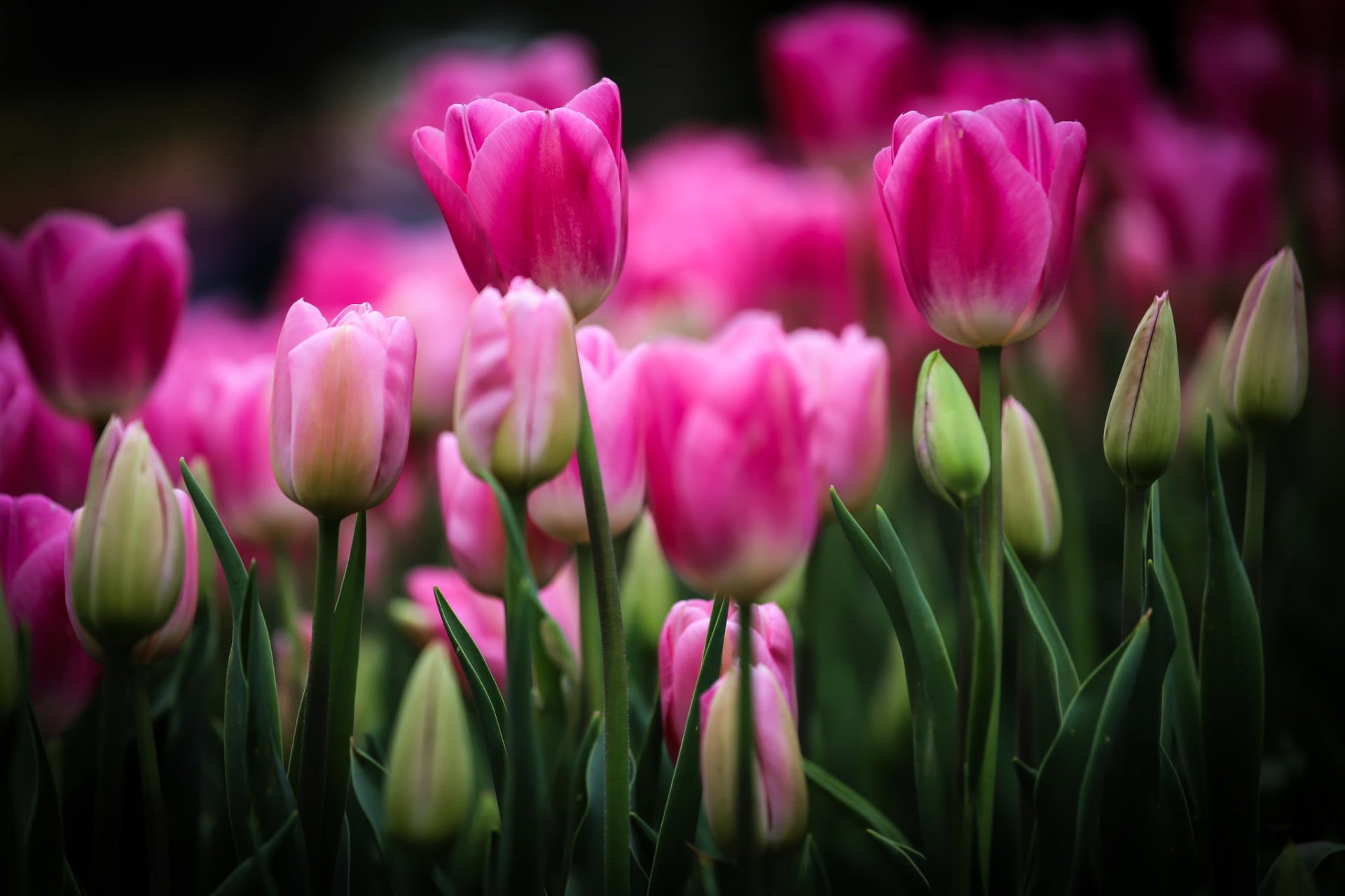 tulpen rosa blumen knospen blumenbeet