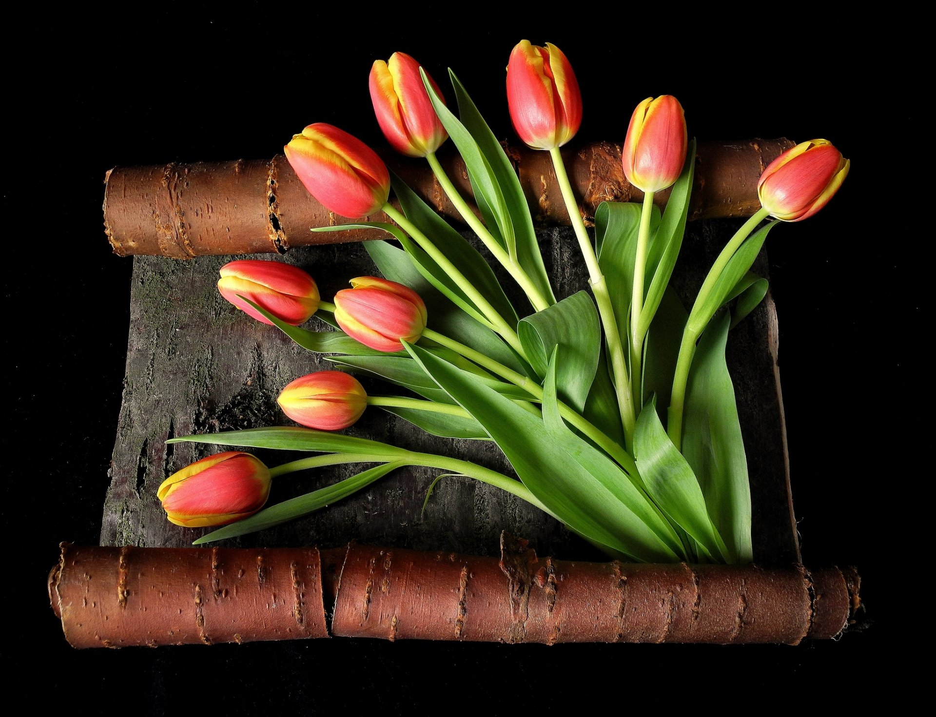 tulipes fleurs rouge jaune bourgeons tiges feuilles écorce fond noir