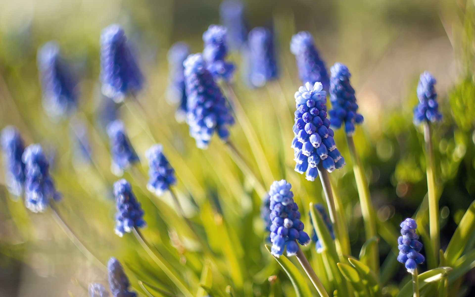 muscari flores azules macro desenfoque naturaleza