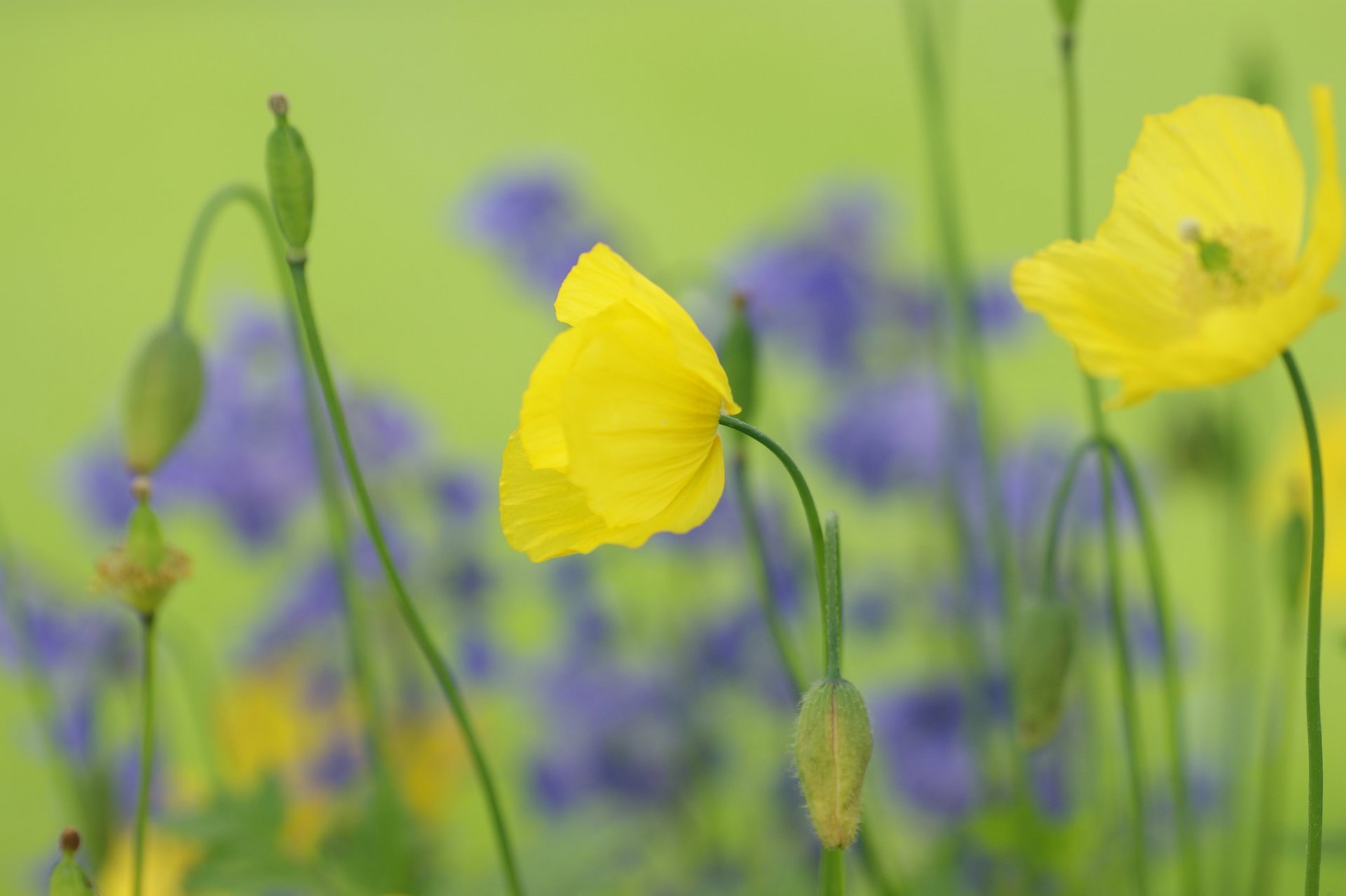 champ fleurs coquelicots jaunes graines bourgeons