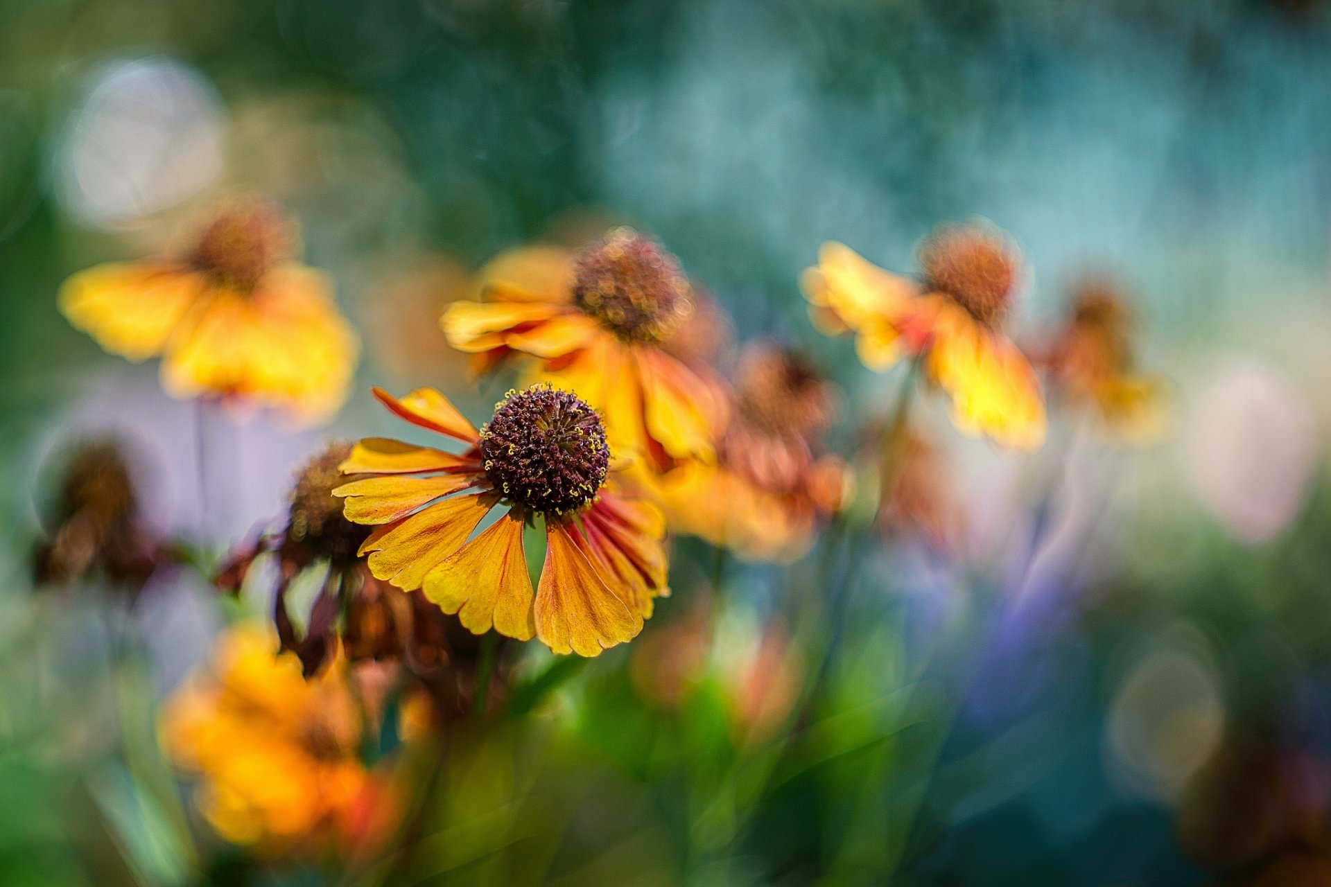 blumenbeet blumen gelenium orange bokeh