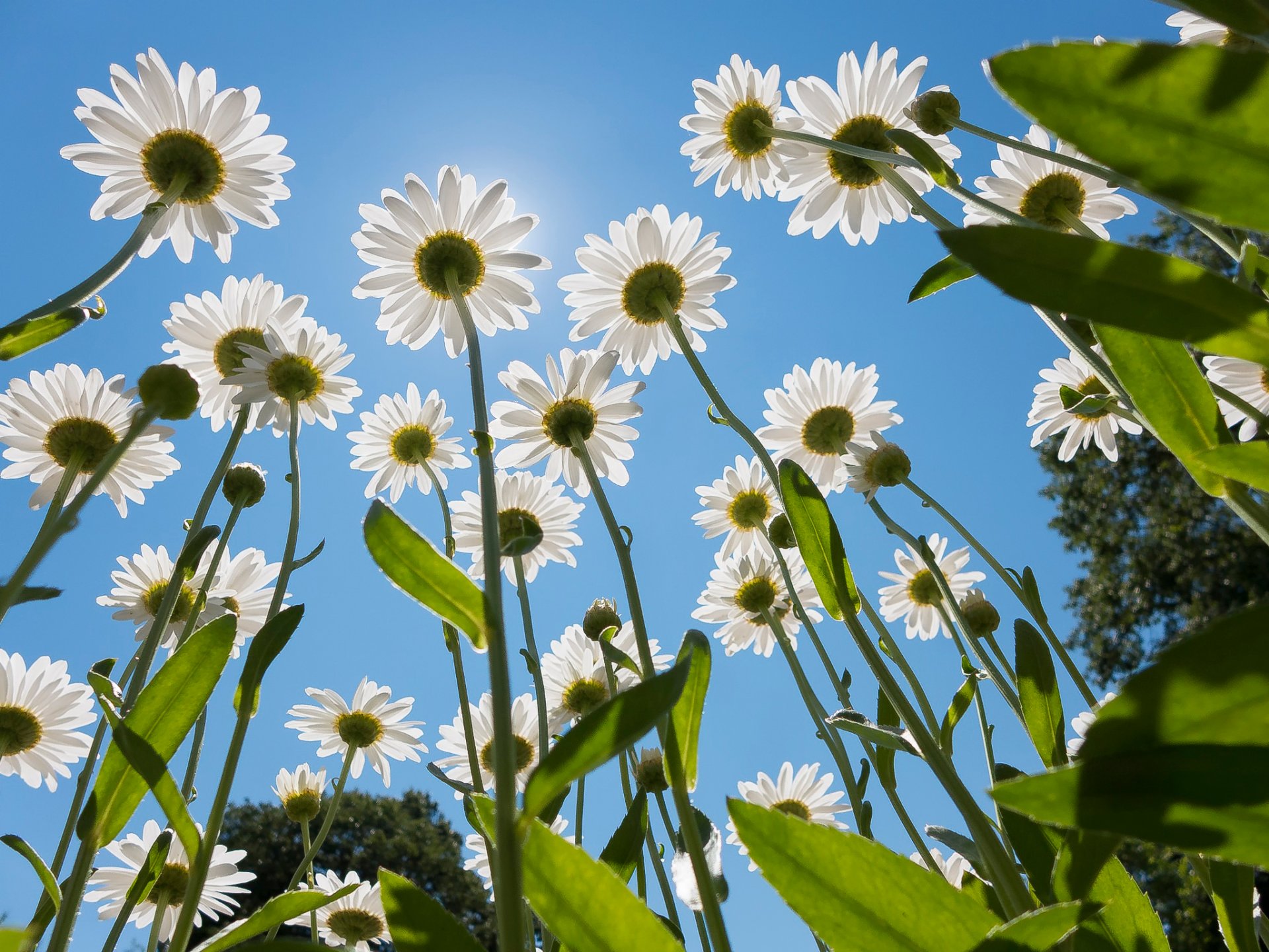 chamomile summer sun