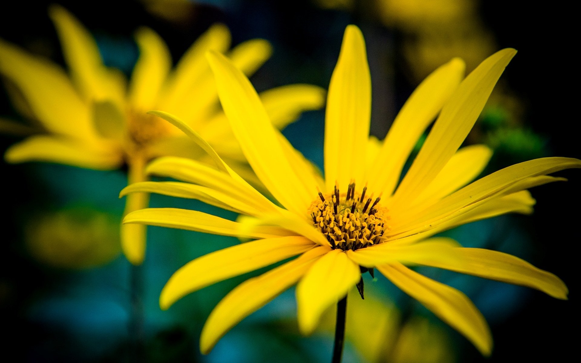 flowers flowers yellow petals blur flower background wallpaper widescreen fullscreen widescreen widescreen