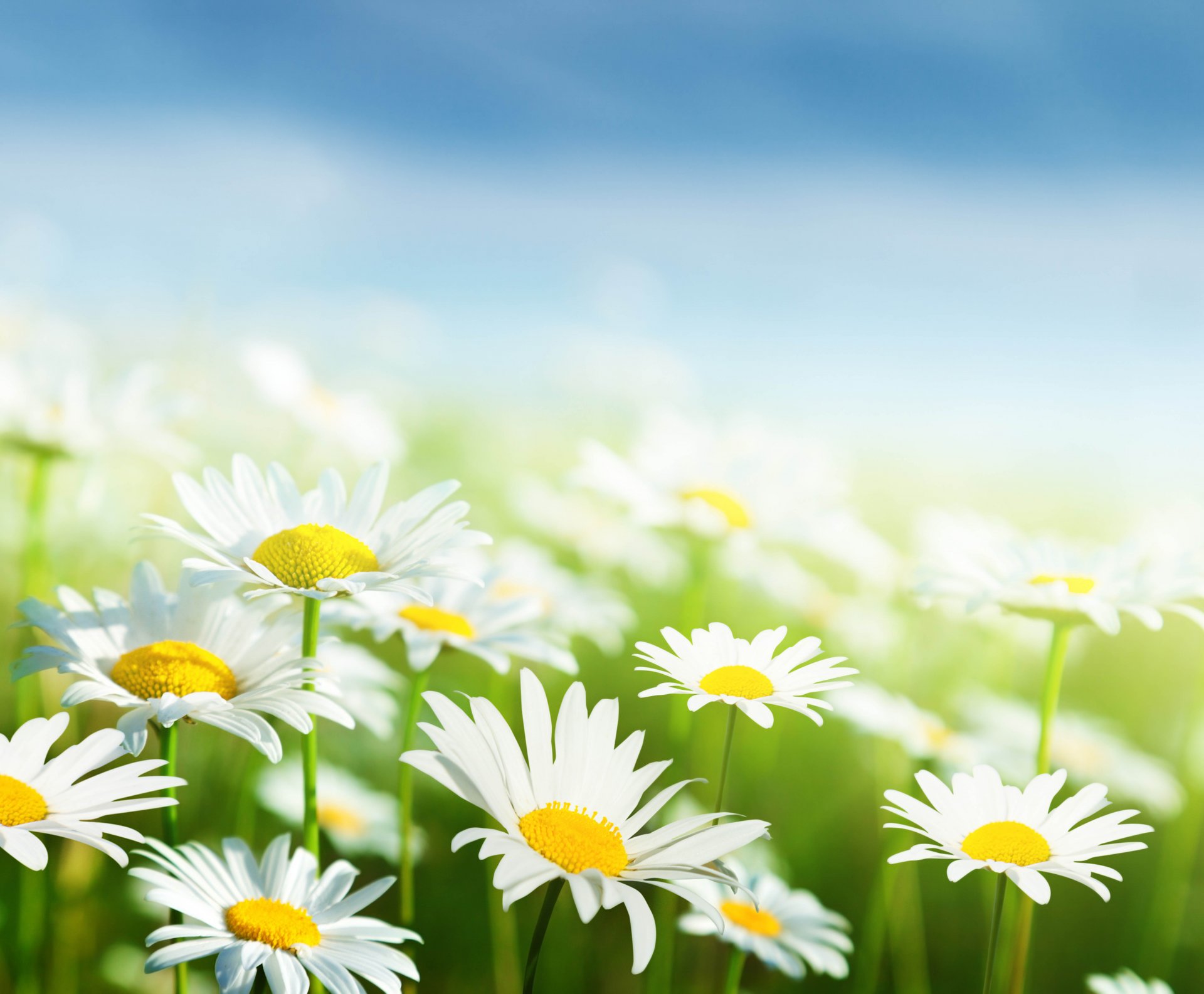 marguerites blanc feuilles vert herbe fleurs ciel printemps fraîcheur beauté tache blanc printemps flou