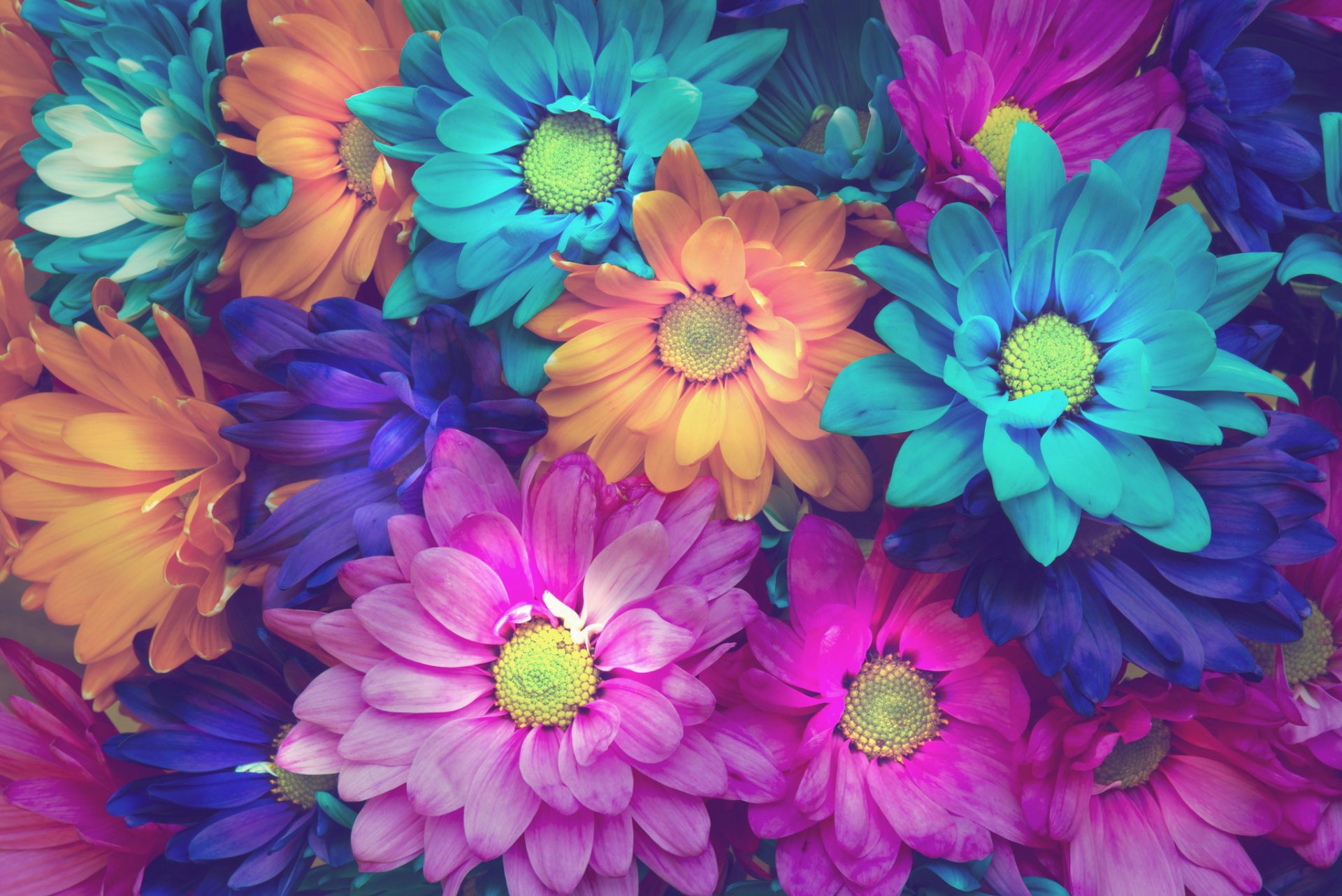 flower flowers petals background