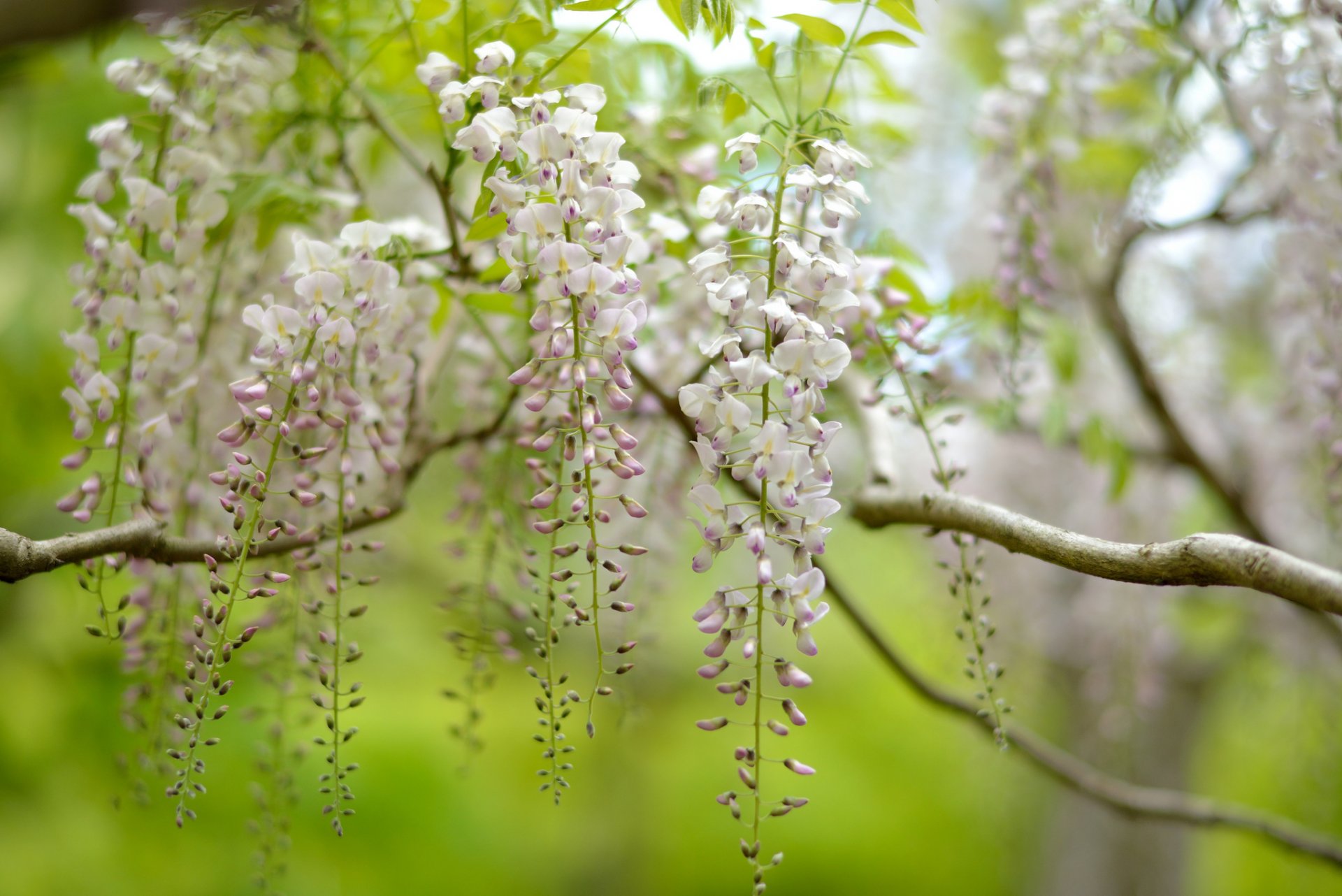 baum natur wisteria blütenstände