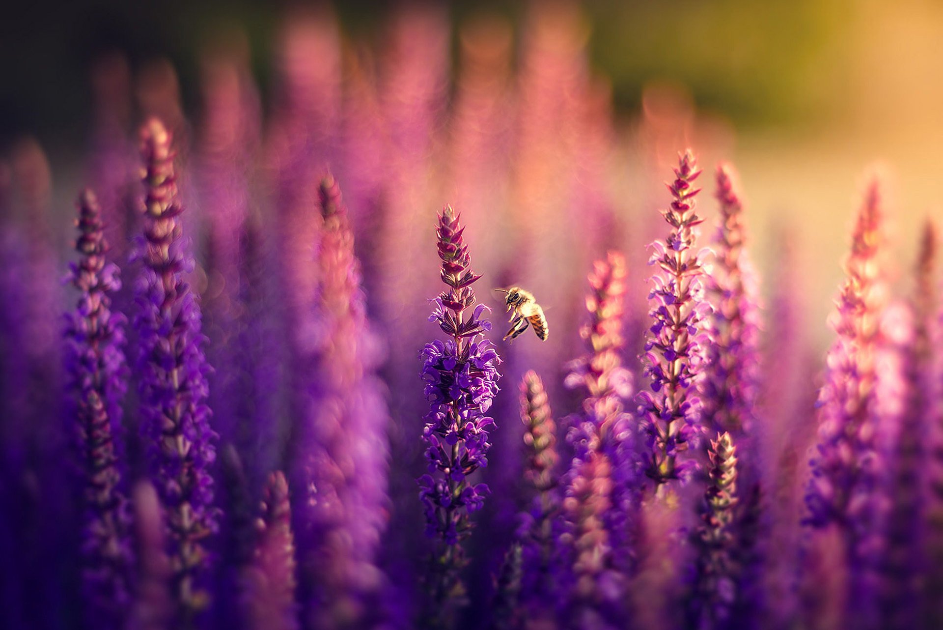 lawenda kwiaty liliowy pole pszczoła natura bokeh