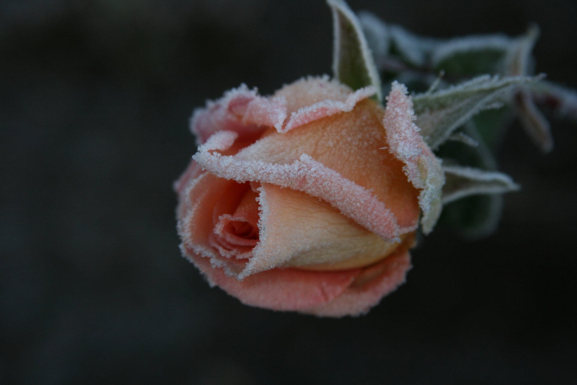 sfondo carta da parati macro natura pianta fiori fiore rosa gelo gelo freddo giardino