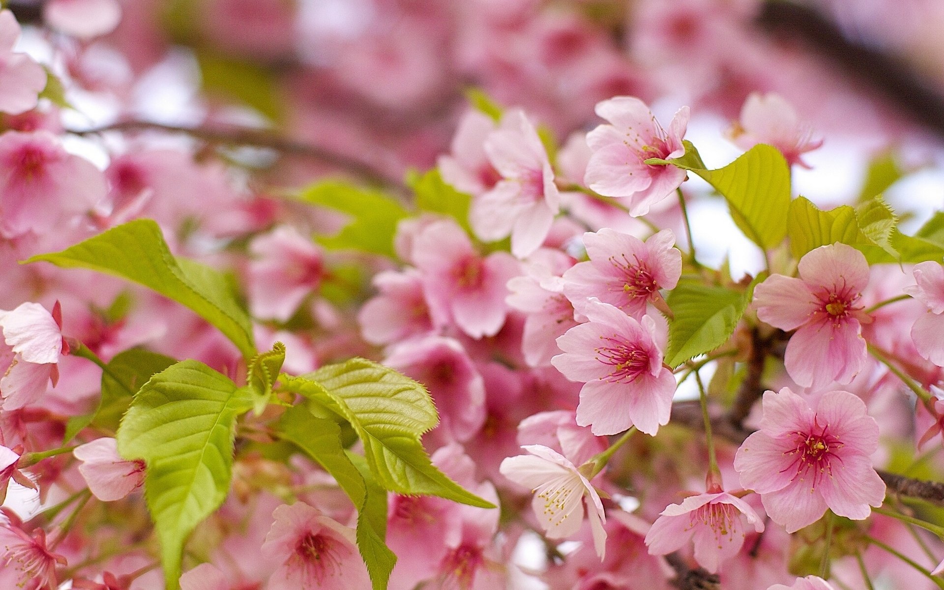 sakura kirsche makro blätter blüte frühling