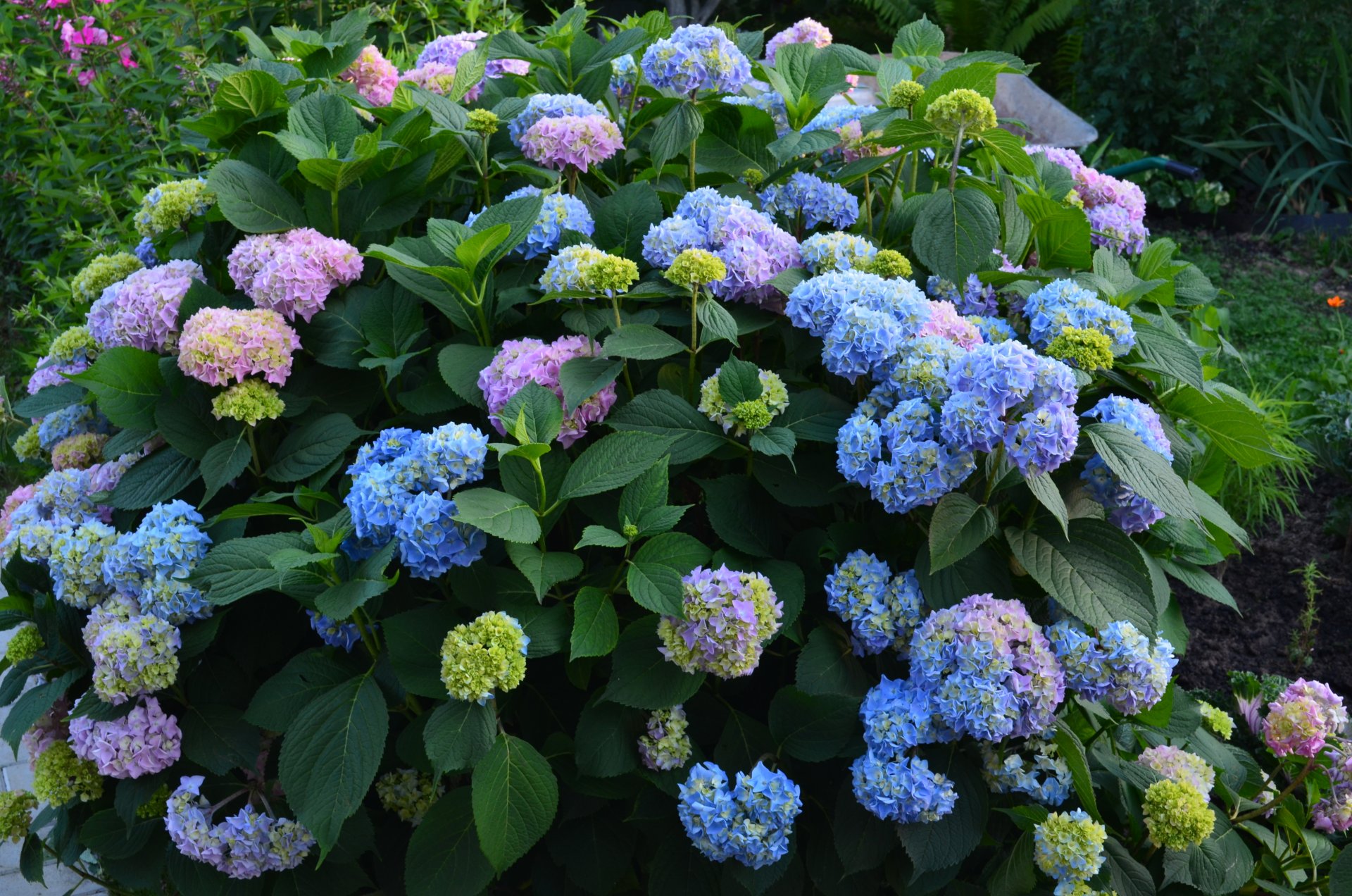 flower summer hydrangea