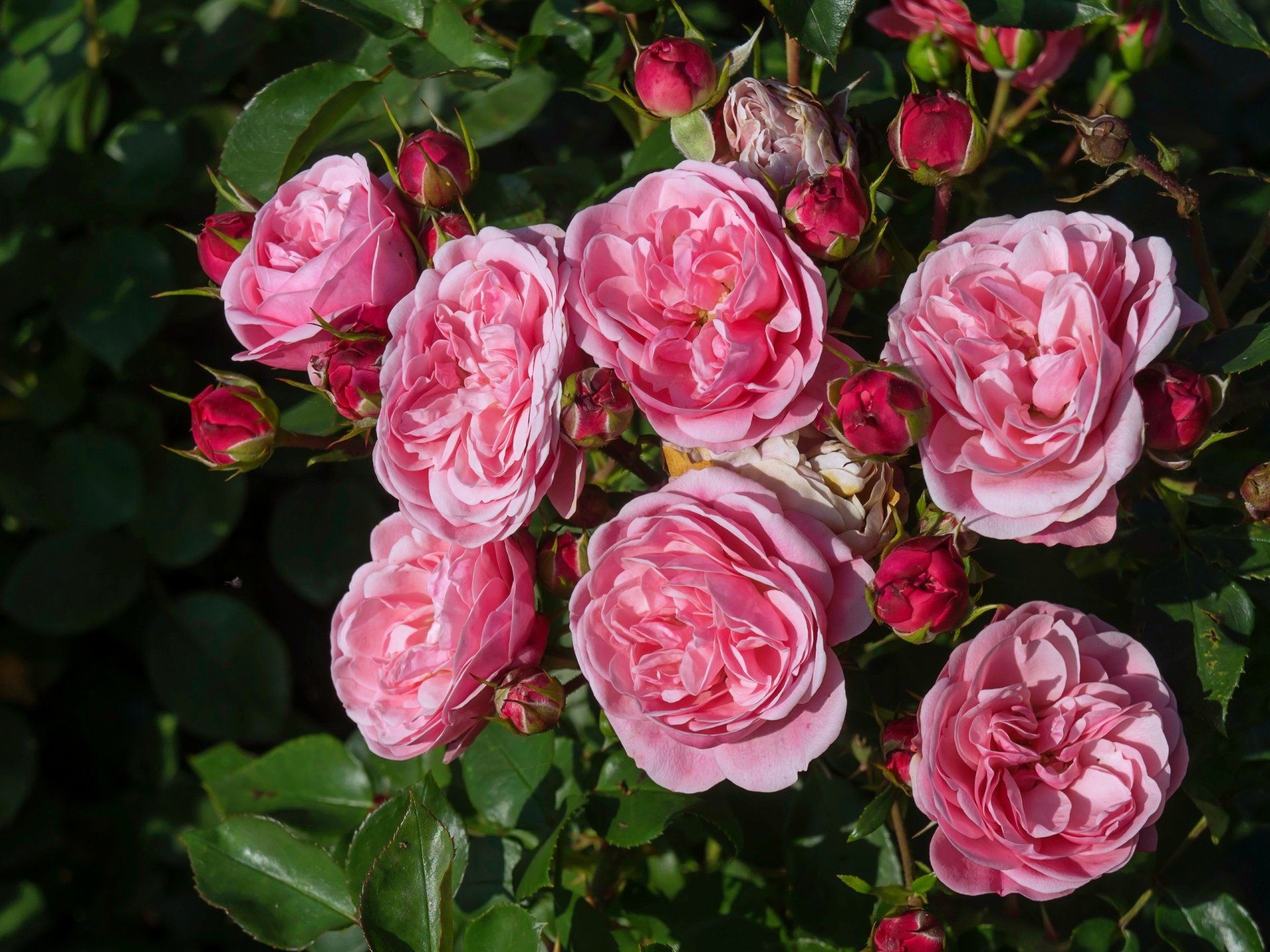 rosas capullos rosal