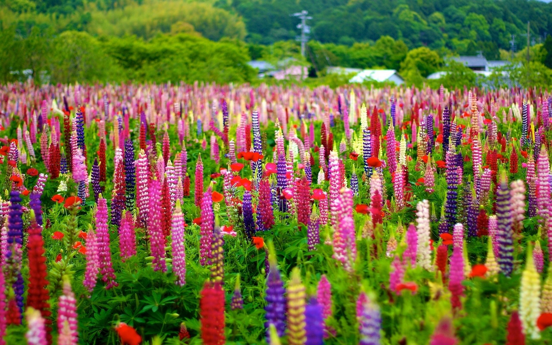 lupine colored meadow bokeh